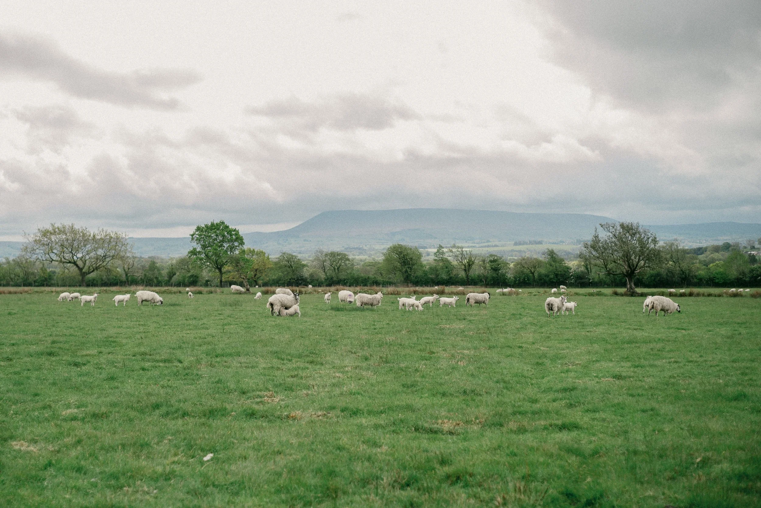 Sheering Sheep with Richard Schofield by Arran Cross-72.jpg