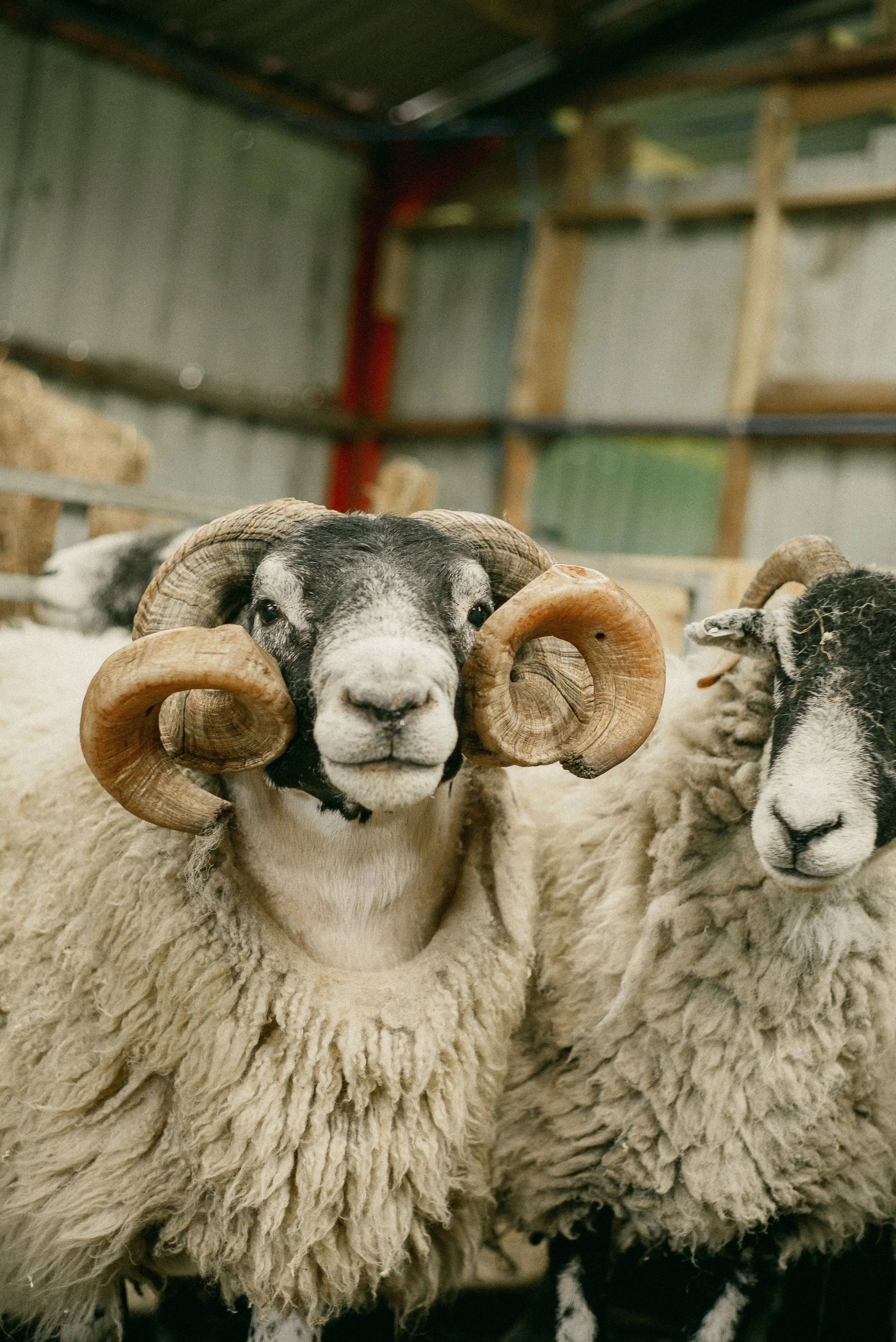 Sheering Sheep with Richard Schofield by Arran Cross-65.jpg