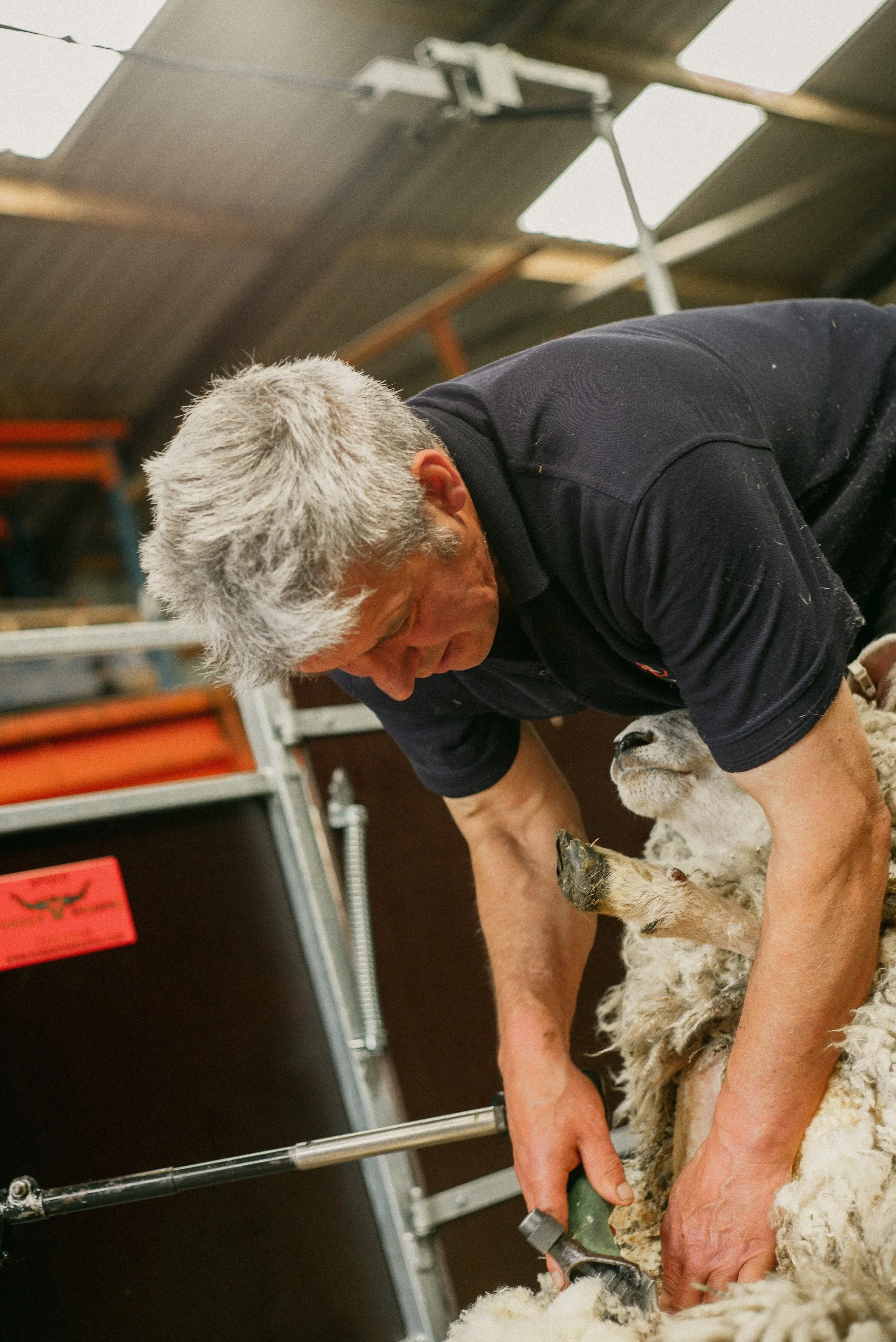 Sheering Sheep with Richard Schofield by Arran Cross-52.jpg