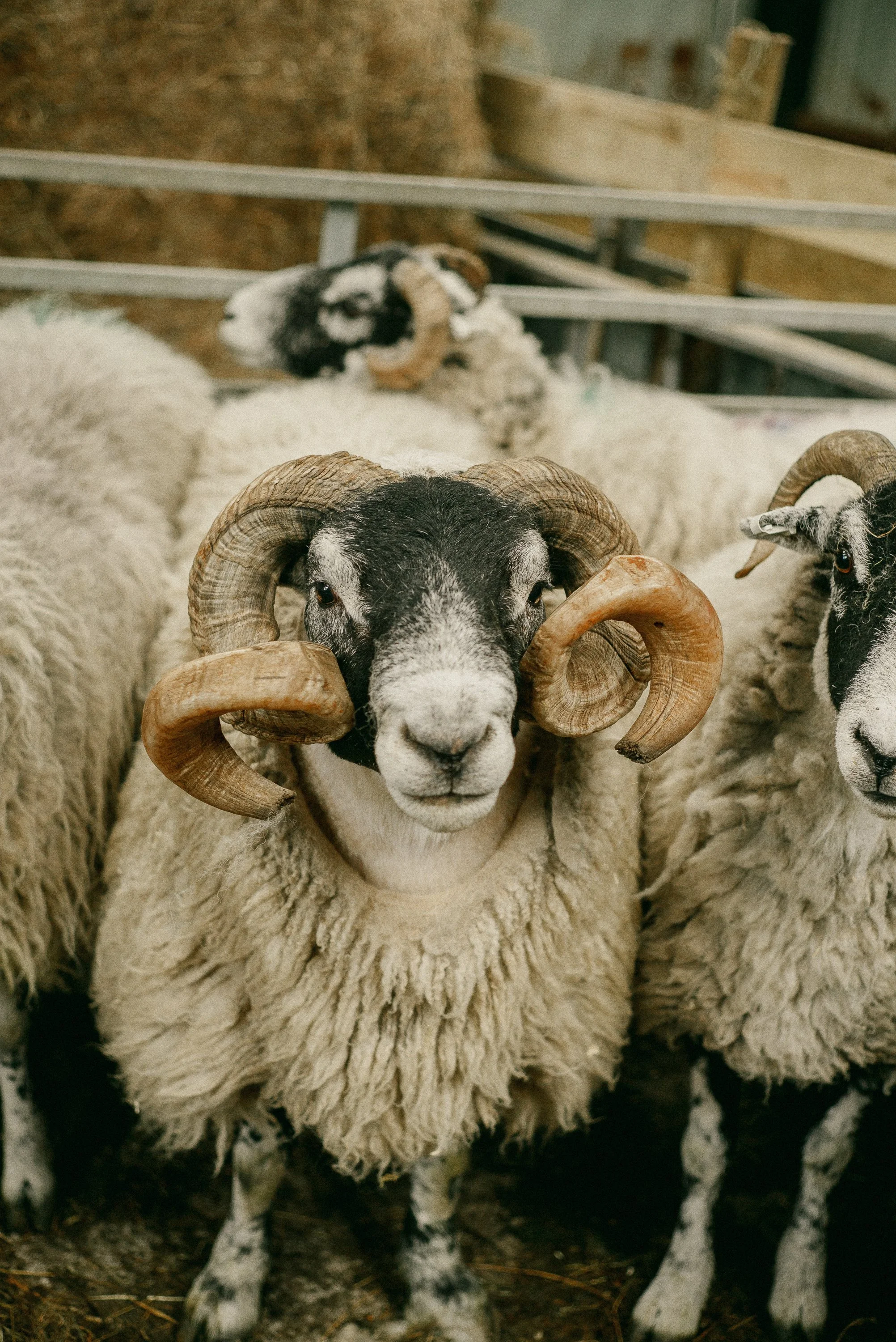 sheep to suit: shearing