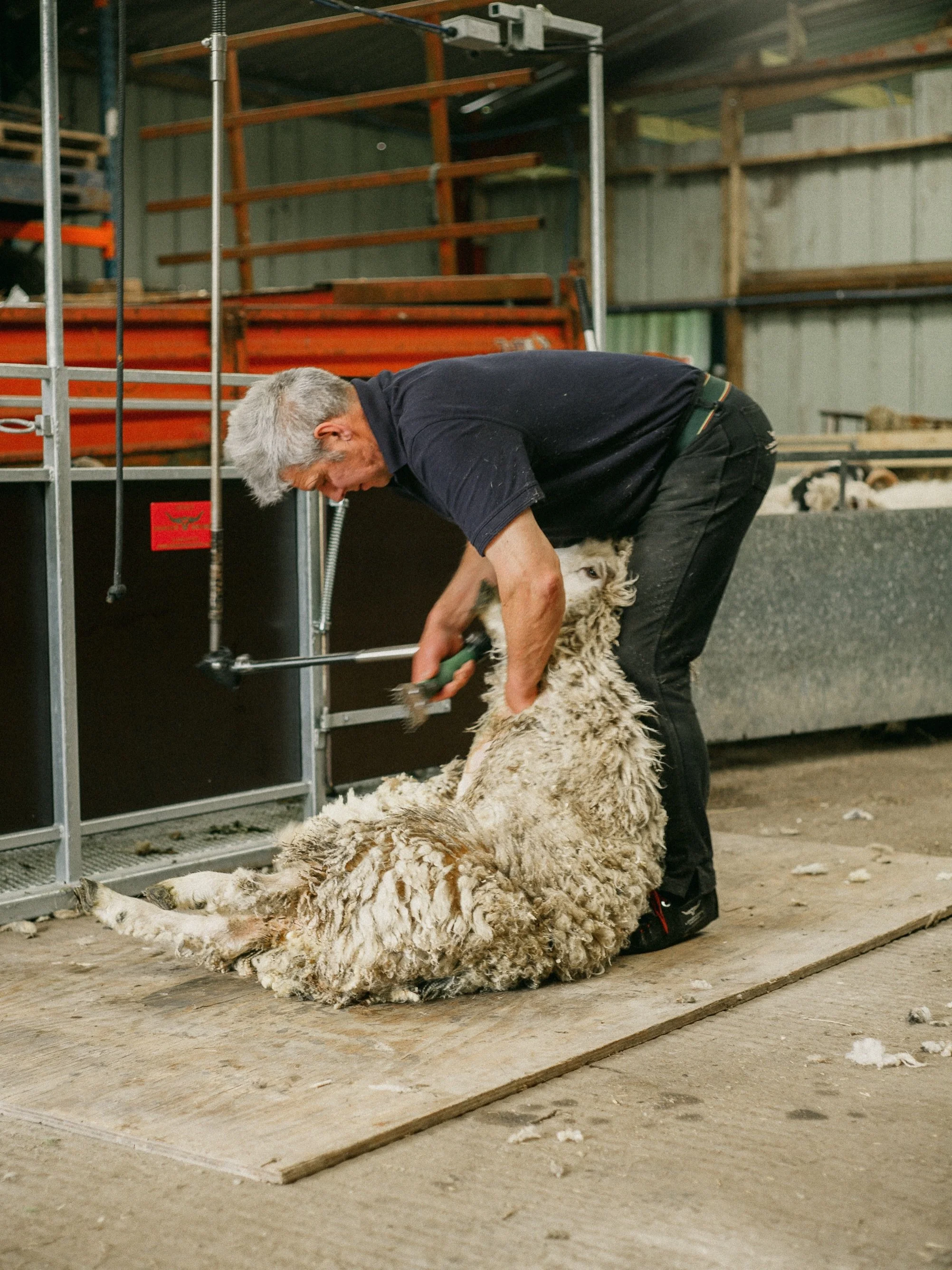 It all starts here: Shearing.

Dirt and lanolin. Hands in fleece. Pensive and penned-in ewes. Troublesome tups. The sharpest shears carving out the whitest wool. And the free shorn sheep, relieved of their coats by the skilled hands behind the blade.