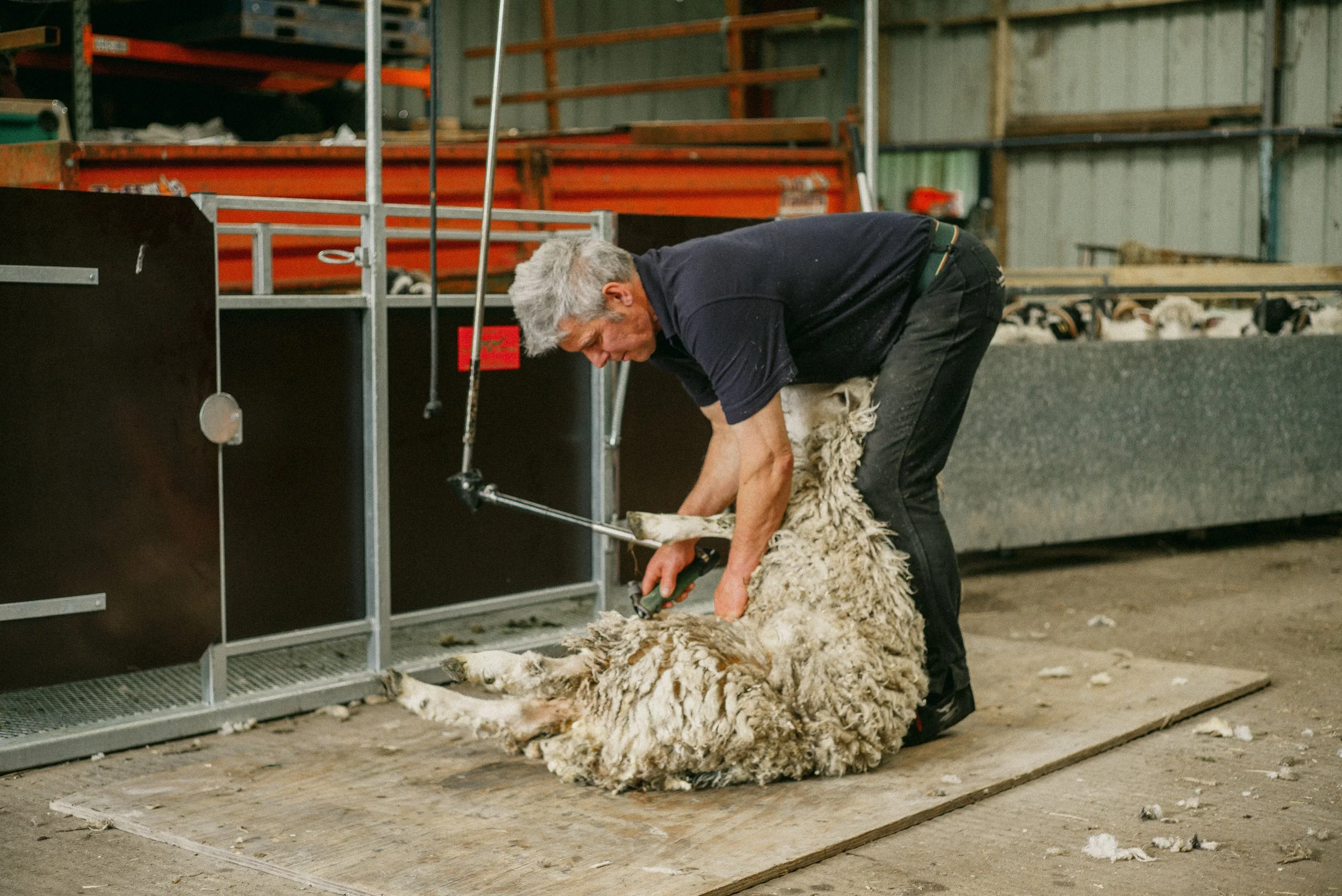A man working on shearing a sheep in an indoor farm or facility, with sheep visible in the background.