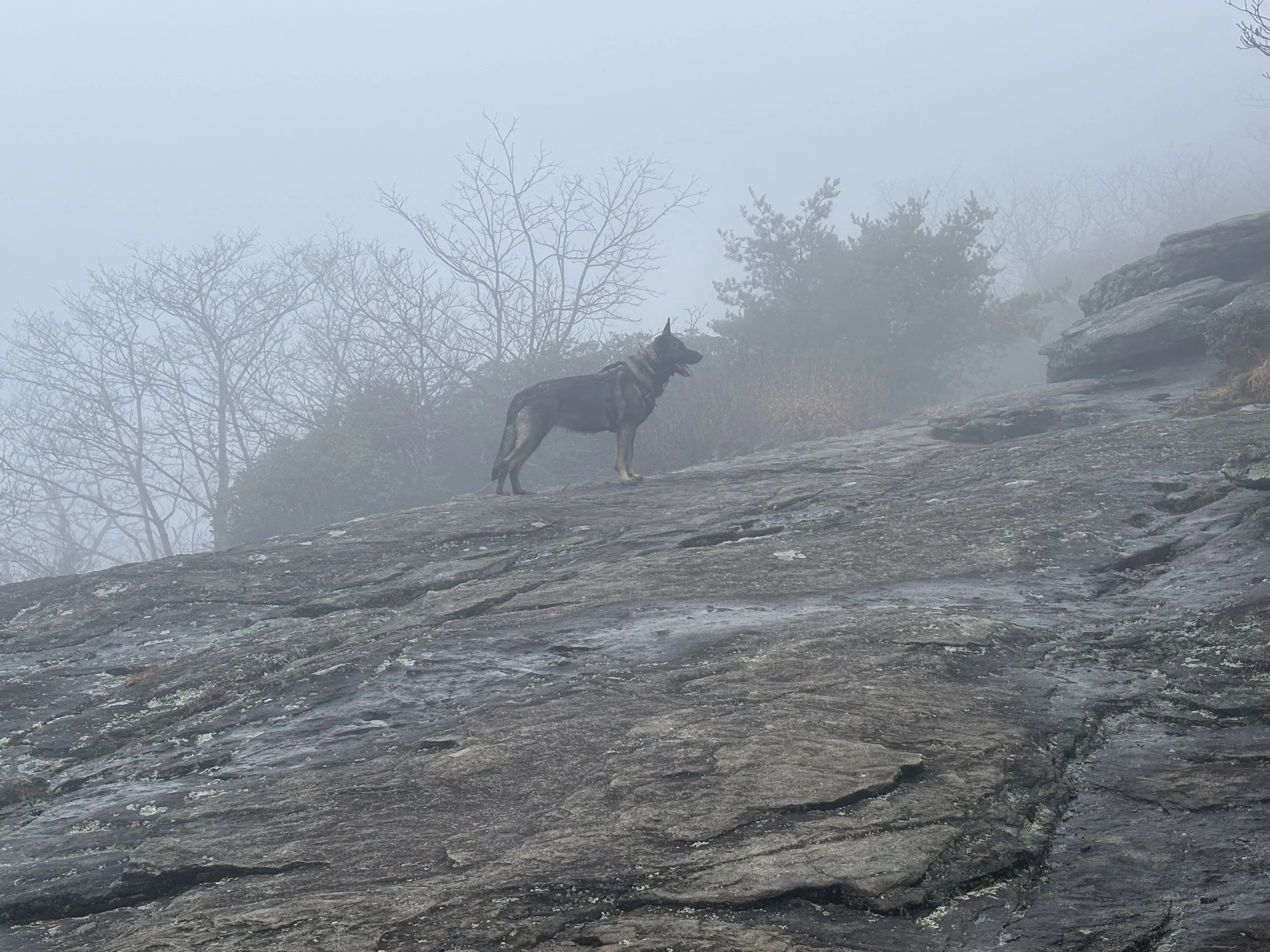 K9 Willow on Blood Mountain Searching for Charles M. Hosch