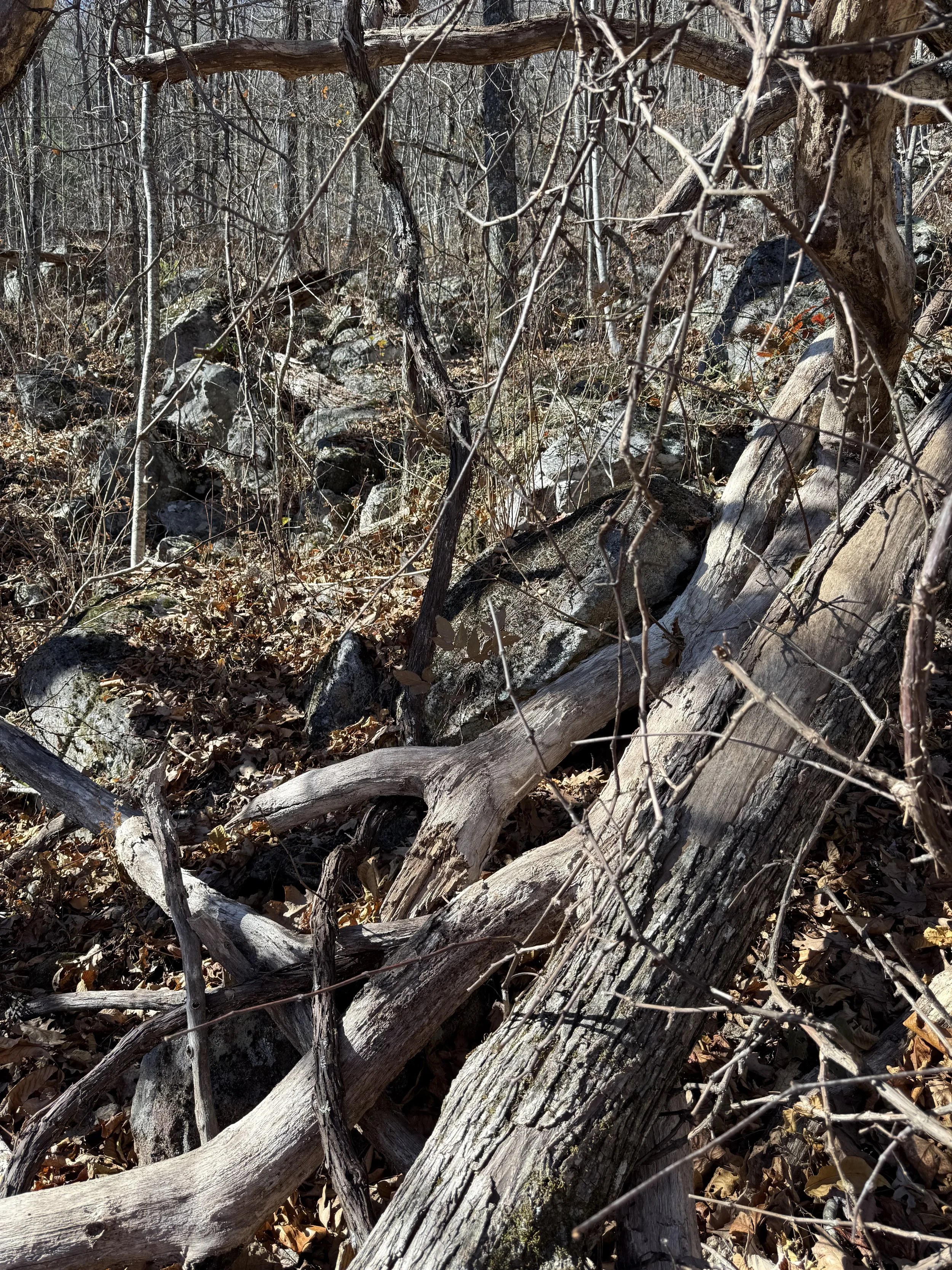 Rough terrain with K9 team on Blood Mountain