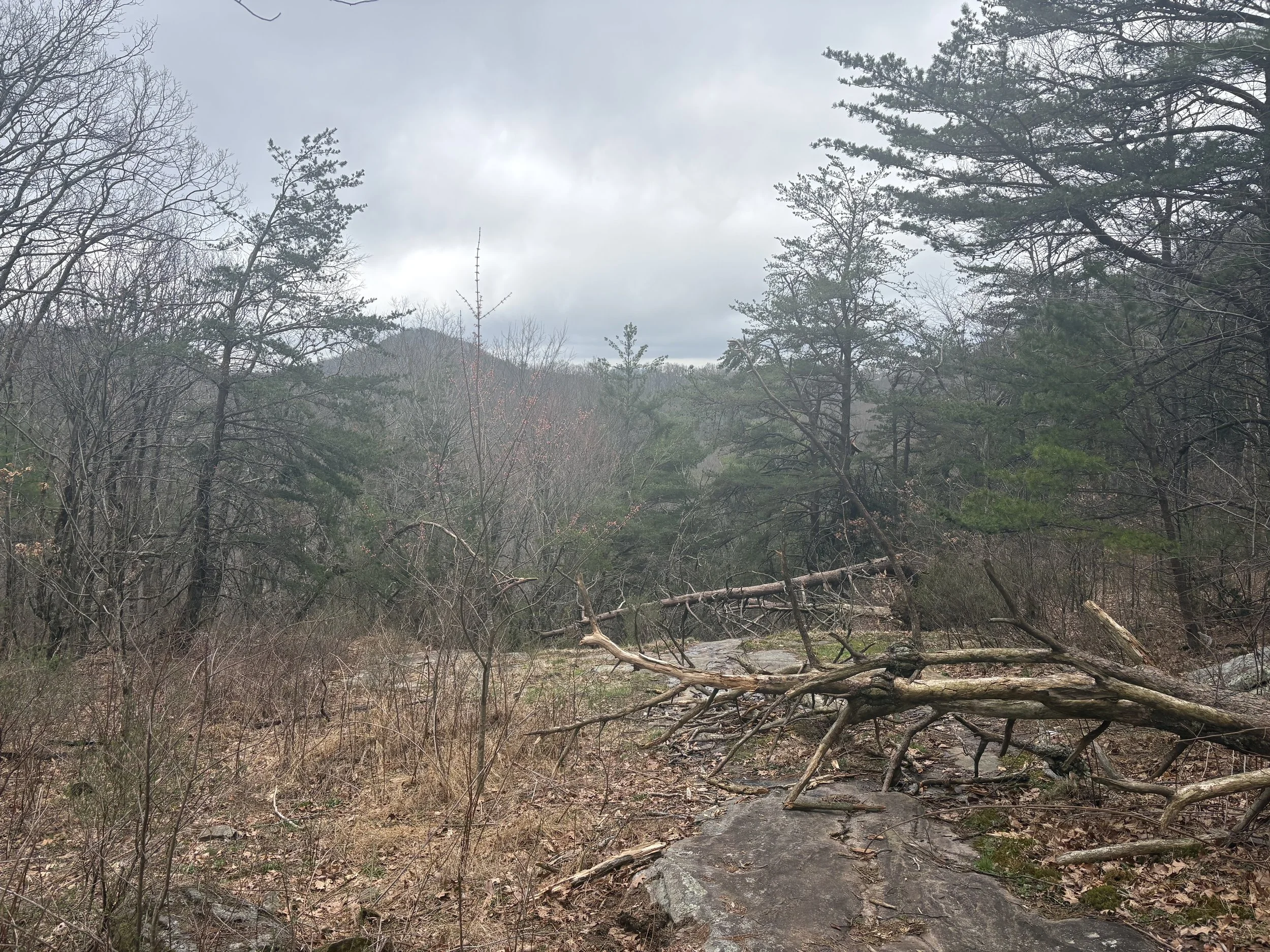 A view from Blood Mountain