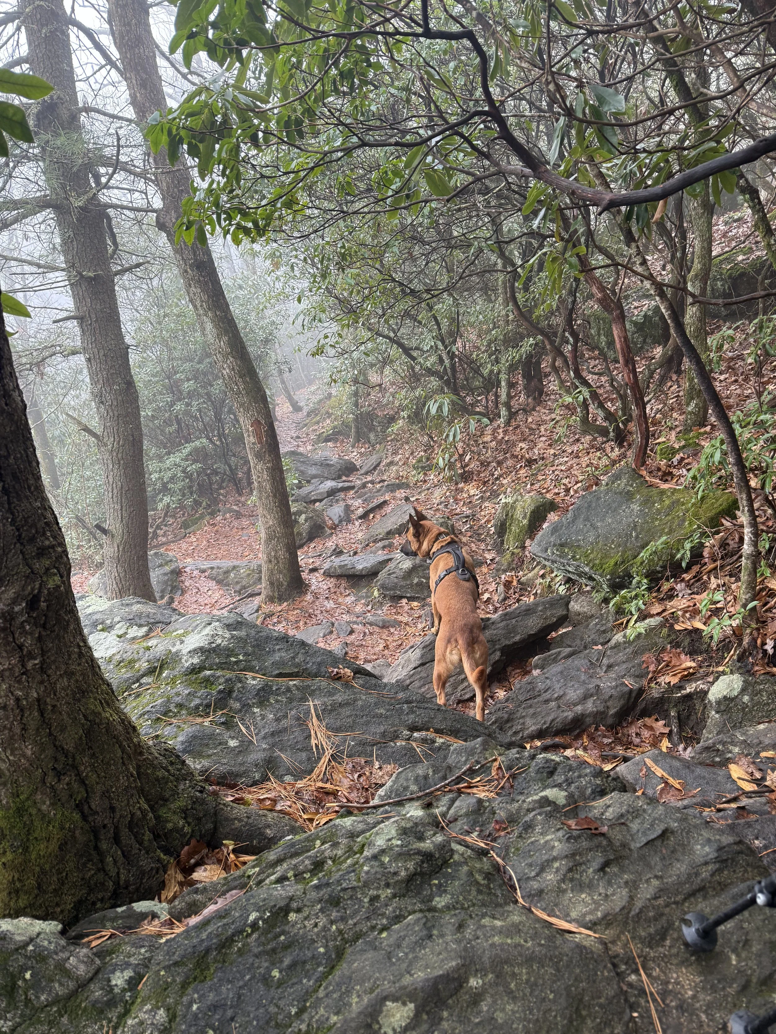 K9 Taz working on the Appalachian Trail