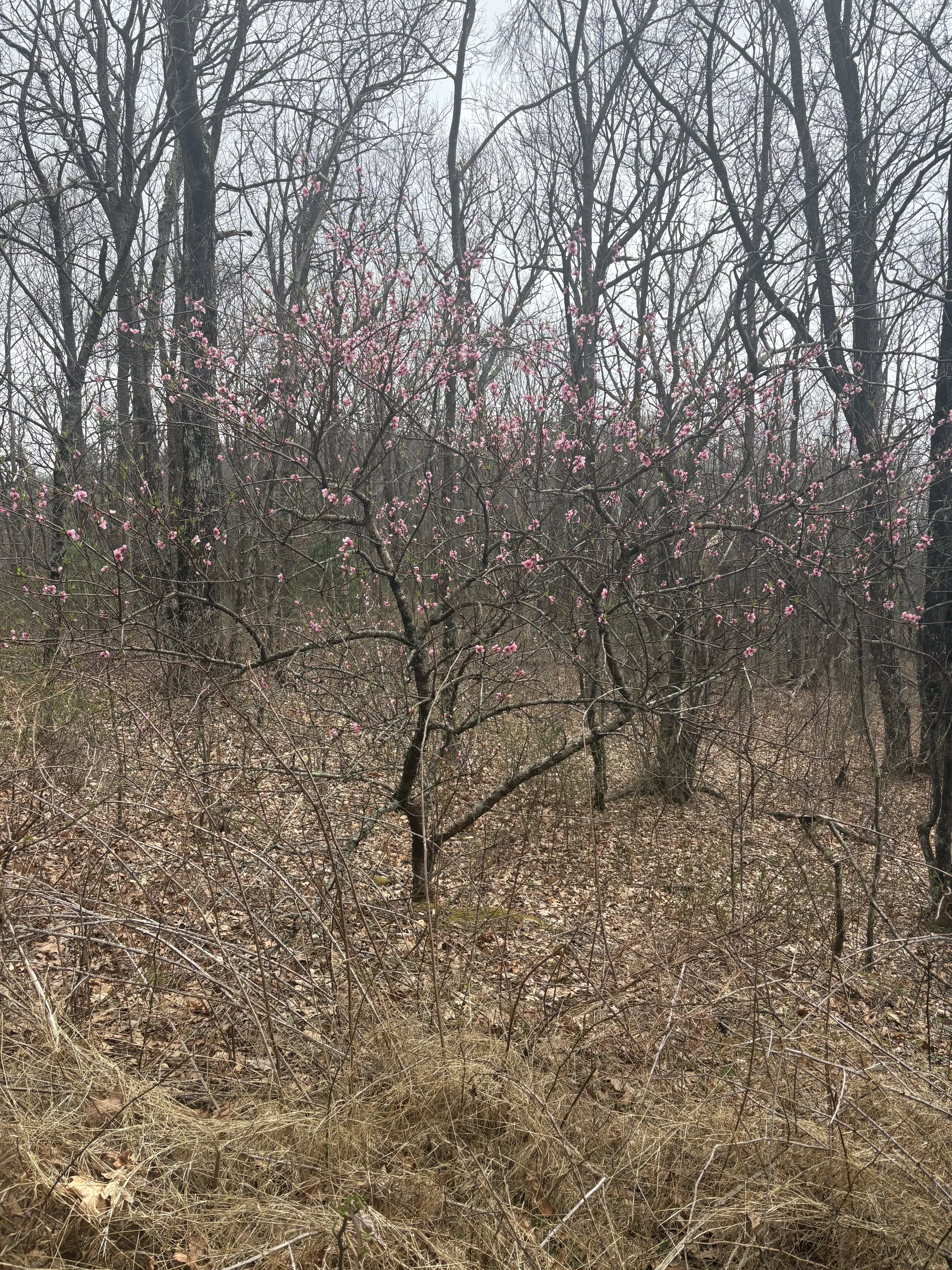 A blooming tree signals Spring's approach