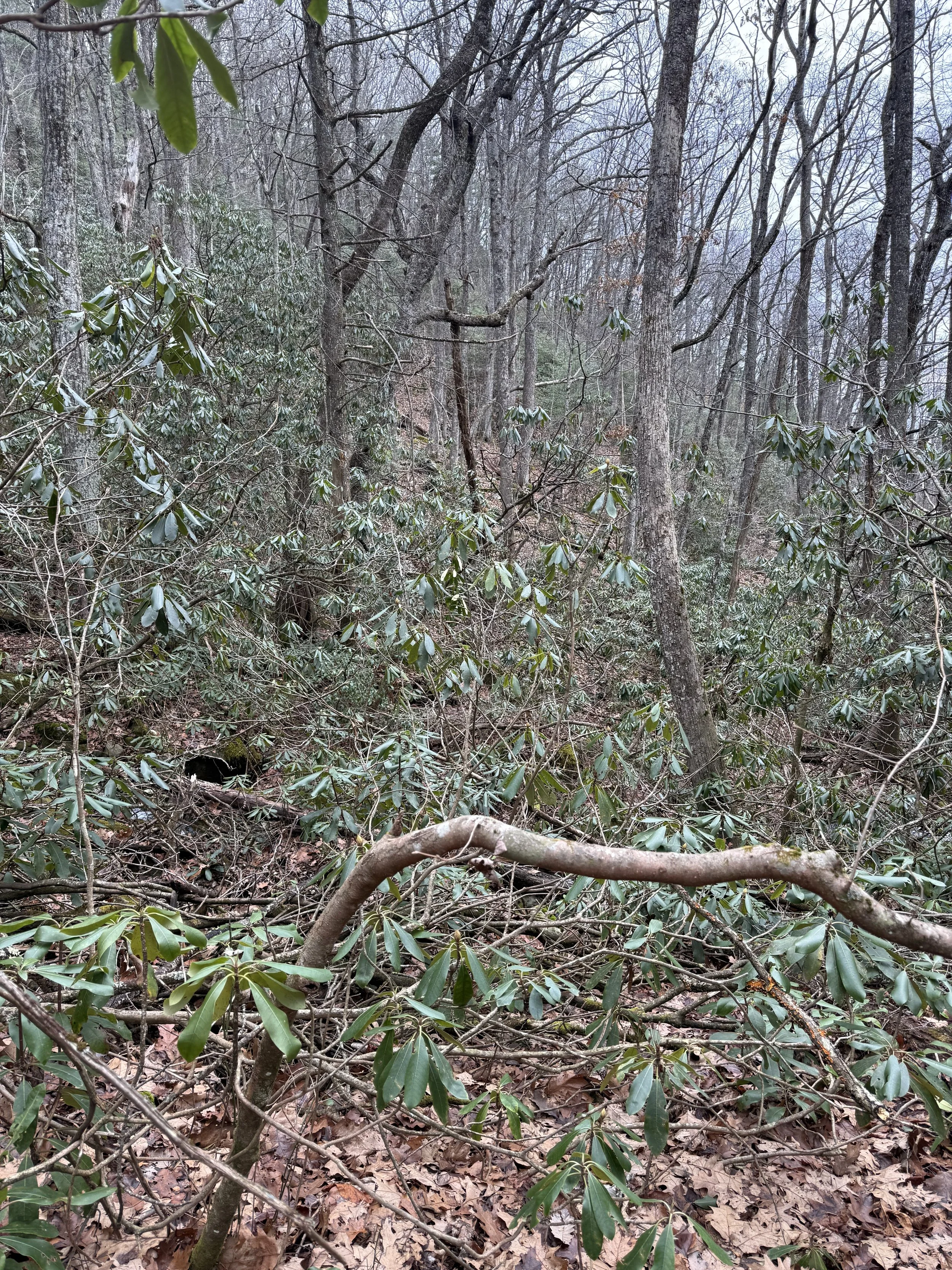 Dense woods on Blood Mountain
