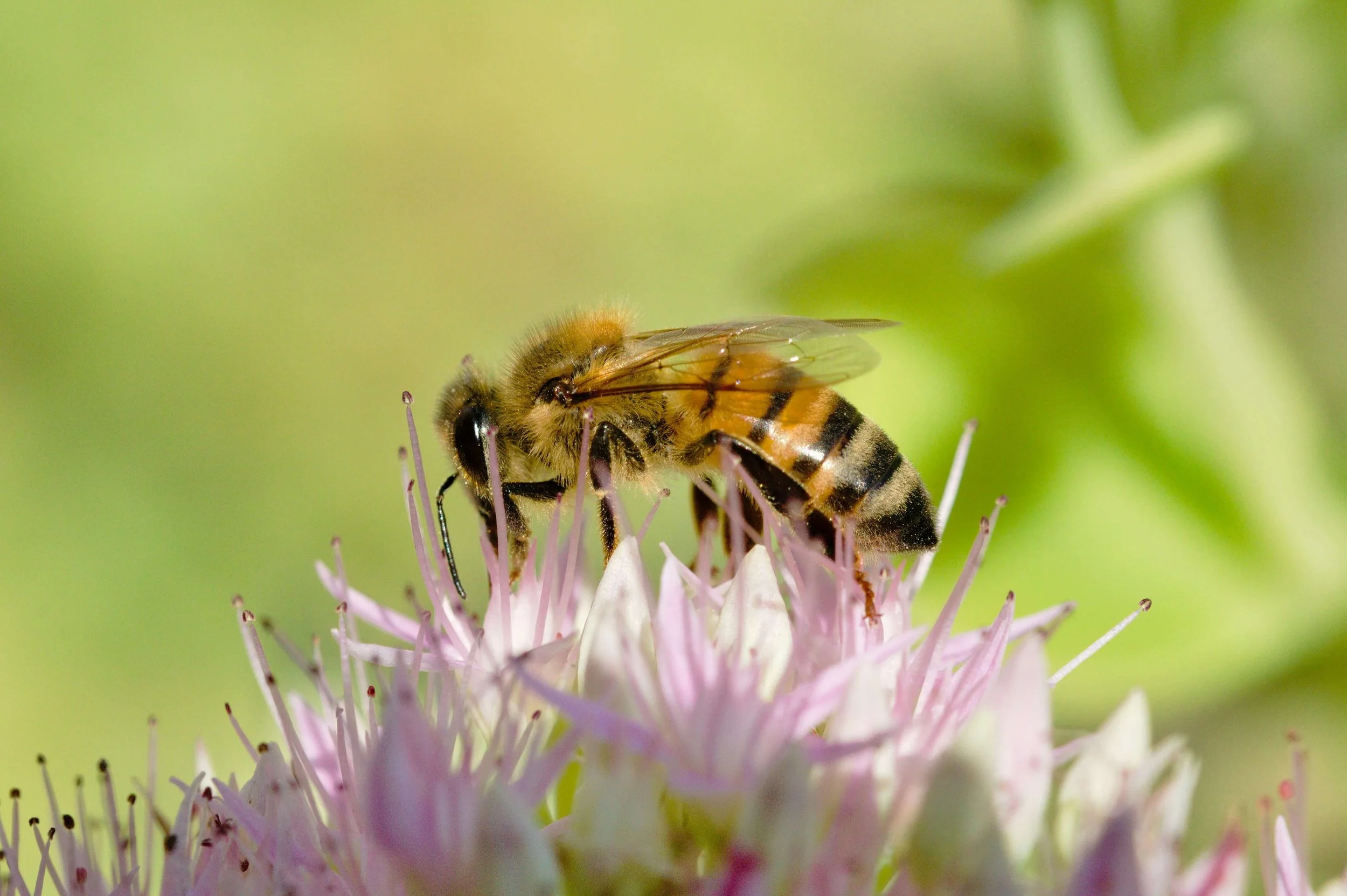 Abeille sur une fleur, symbole d'écologie