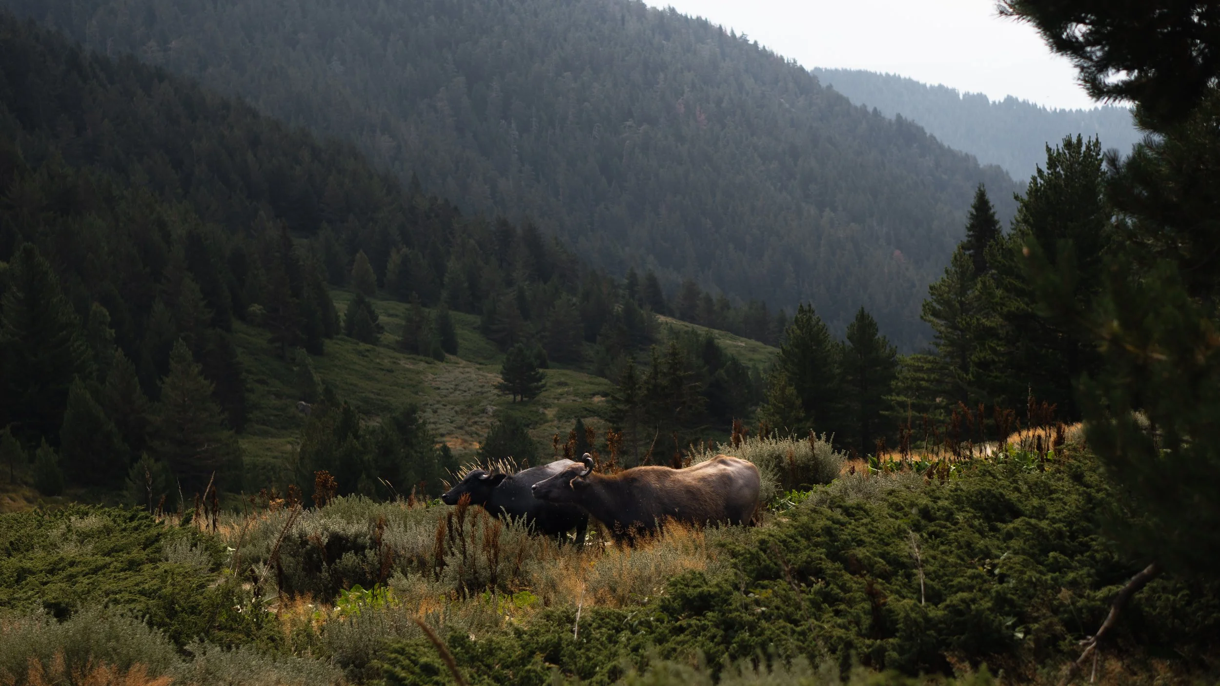 DSC07816-2 - Copy.jpg