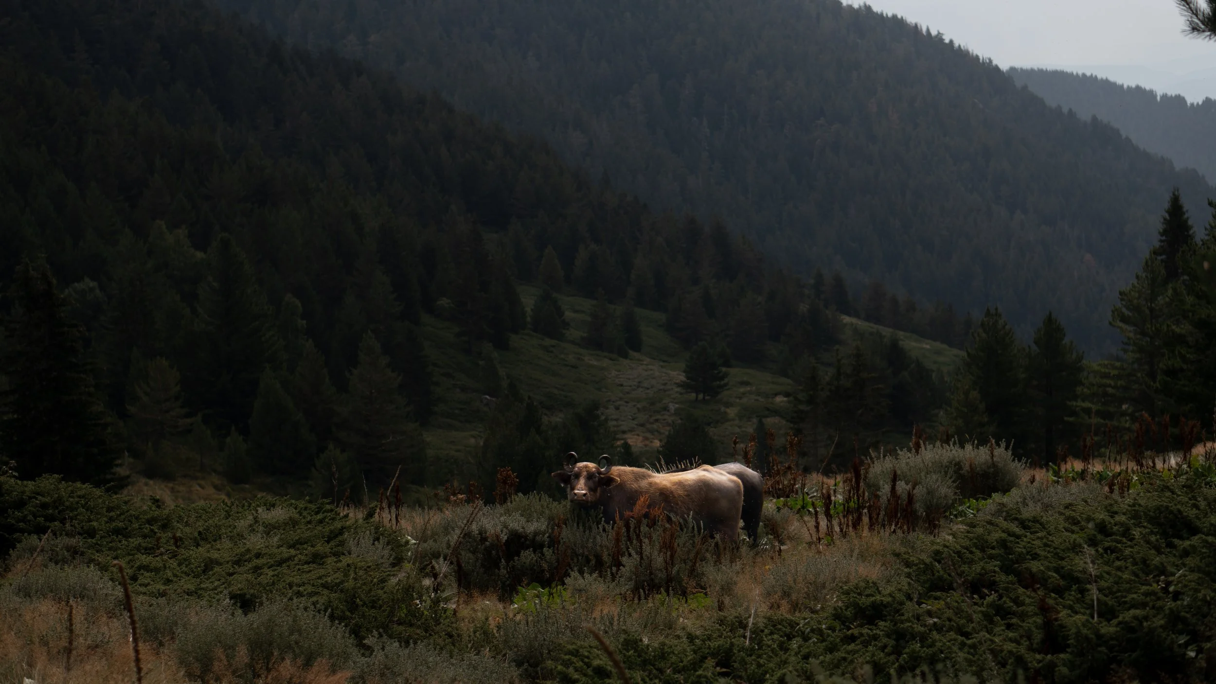A bison standing in a grassy field surrounded by bushes, with a dense forest and mountains in the background.