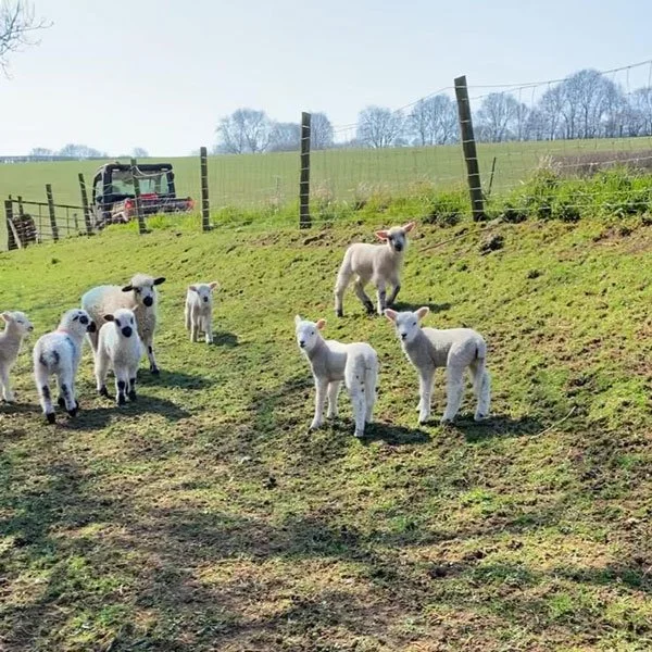A group of lambs standing in a sunny field at the Winchcombe farm where Magnum Trials Centre is based.