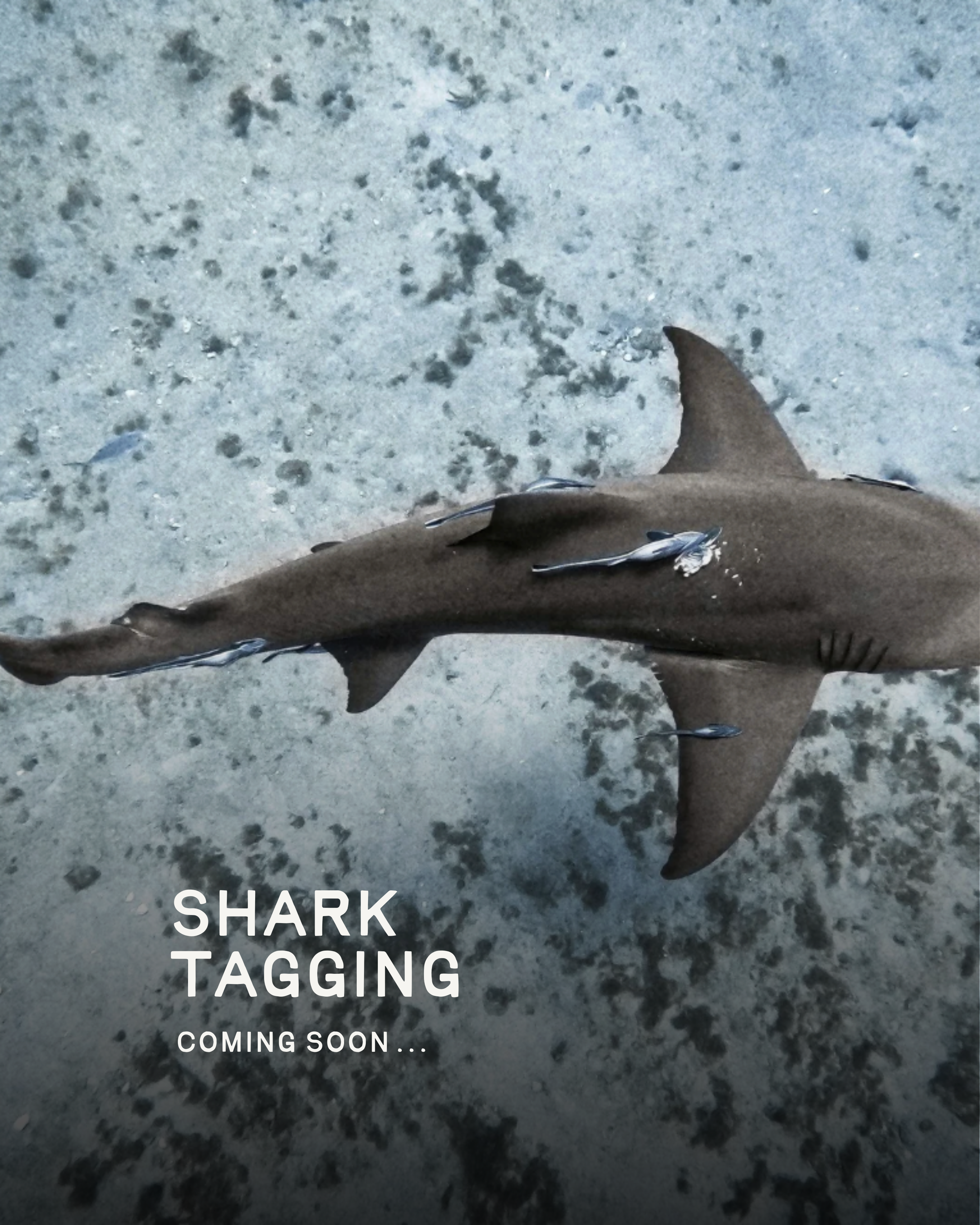 Shark Tagging – Coming soon.