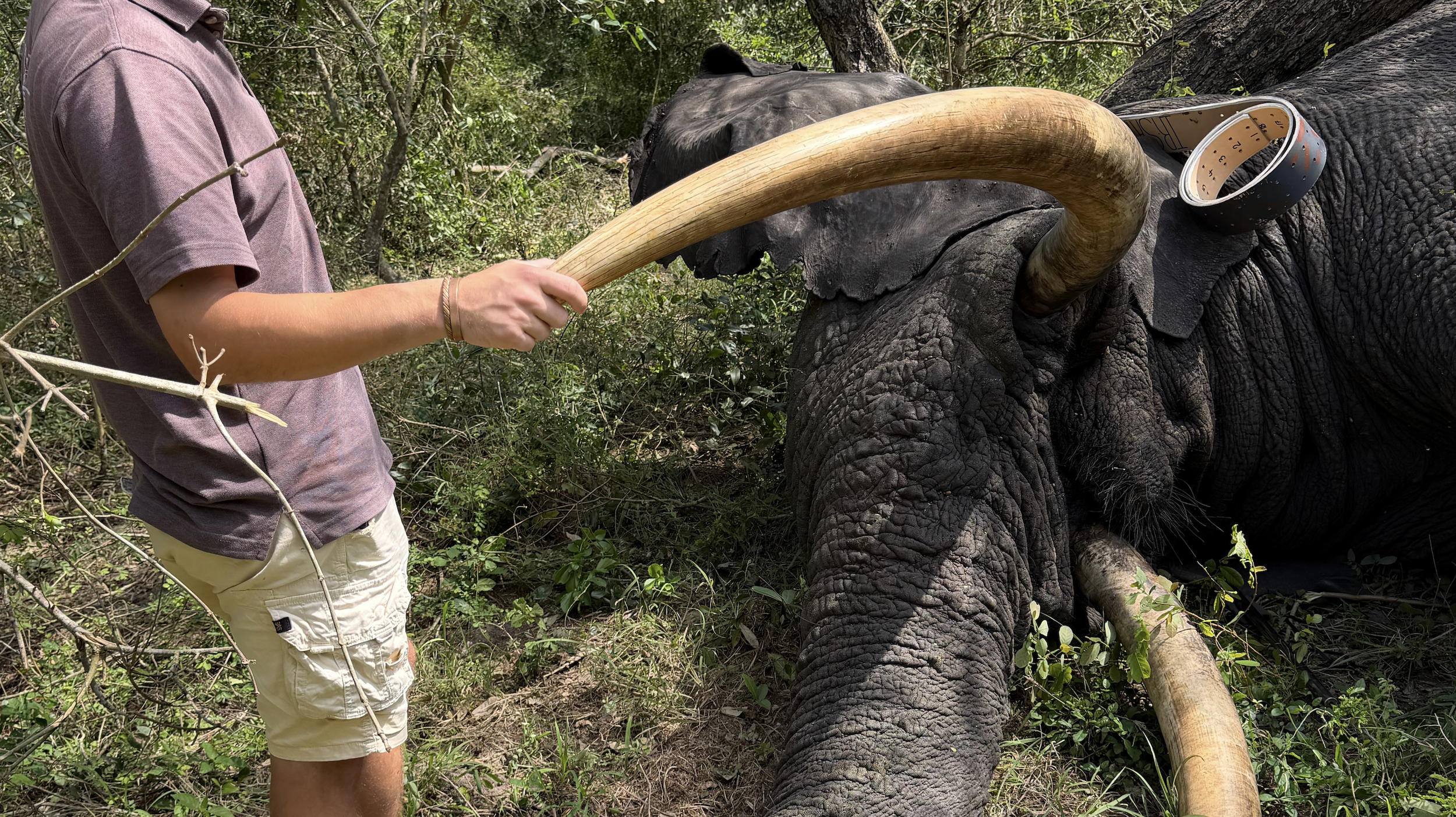 Elephant collaring during a Mozambique conservation expedition.
