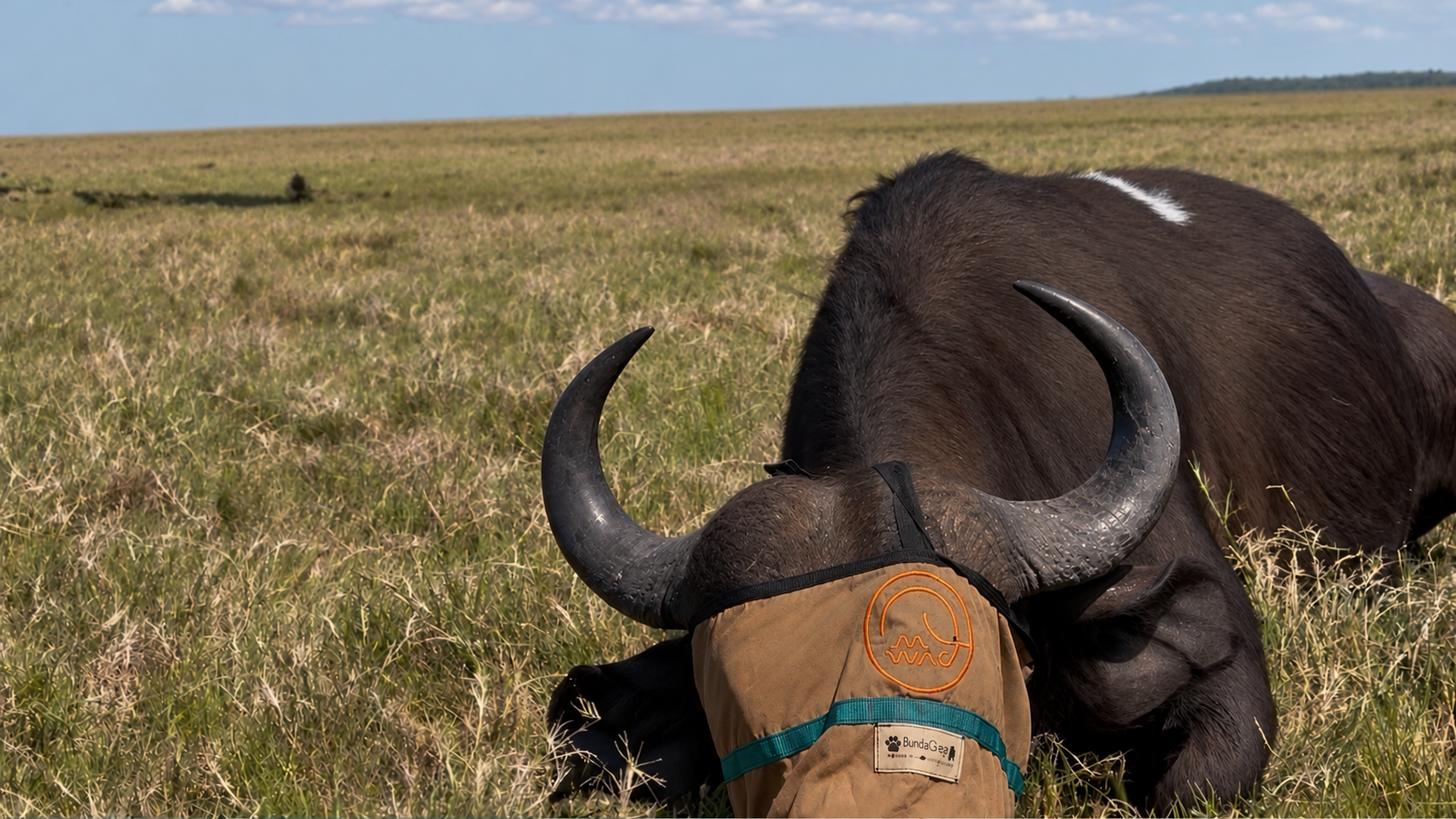 Wildlife veterinarians carrying out buffalo disease testing during a Mozambique conservation expedition.