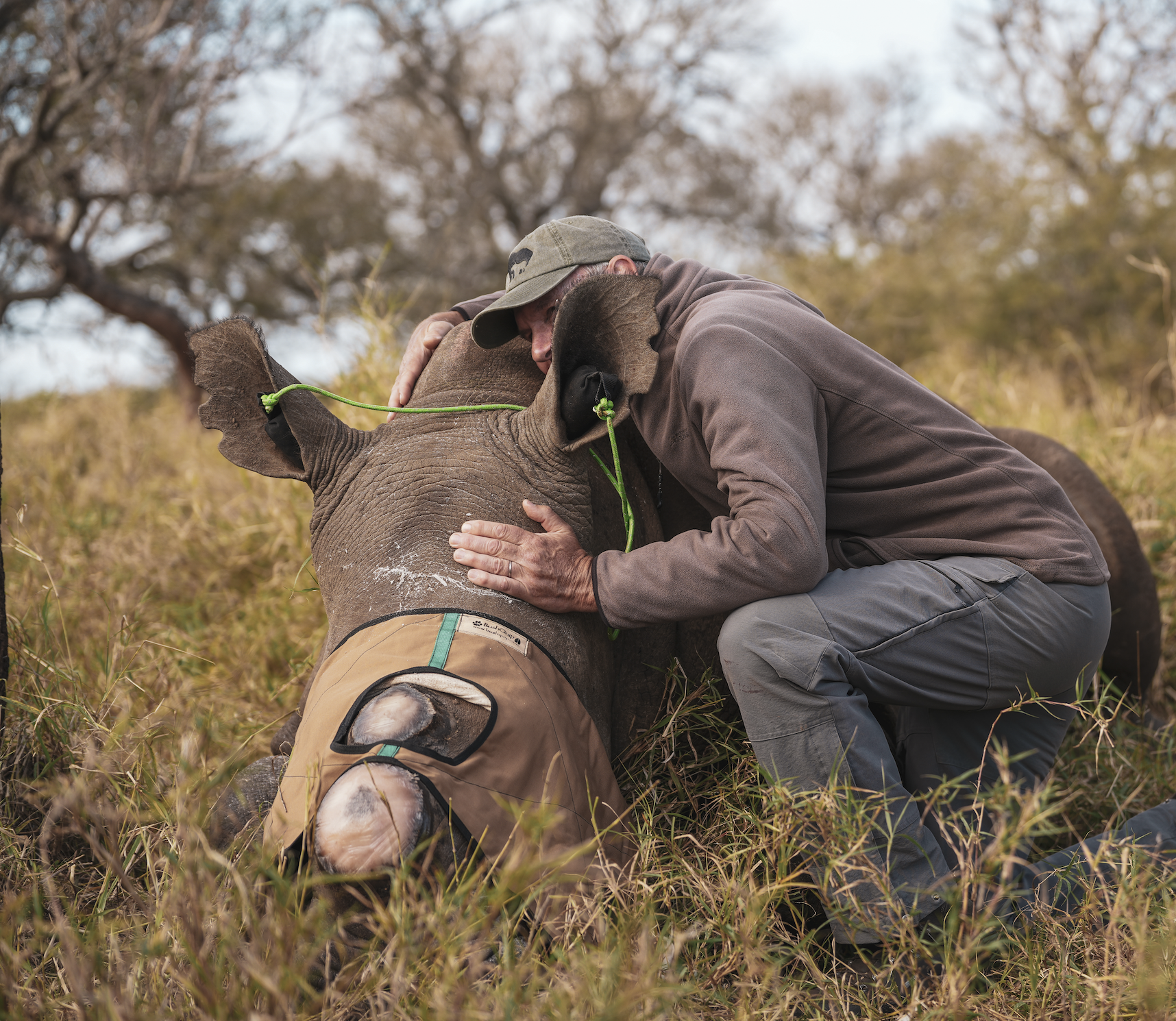 Field team member working with a sedated rhino during a safe, ethical dehorning procedure in South Africa.