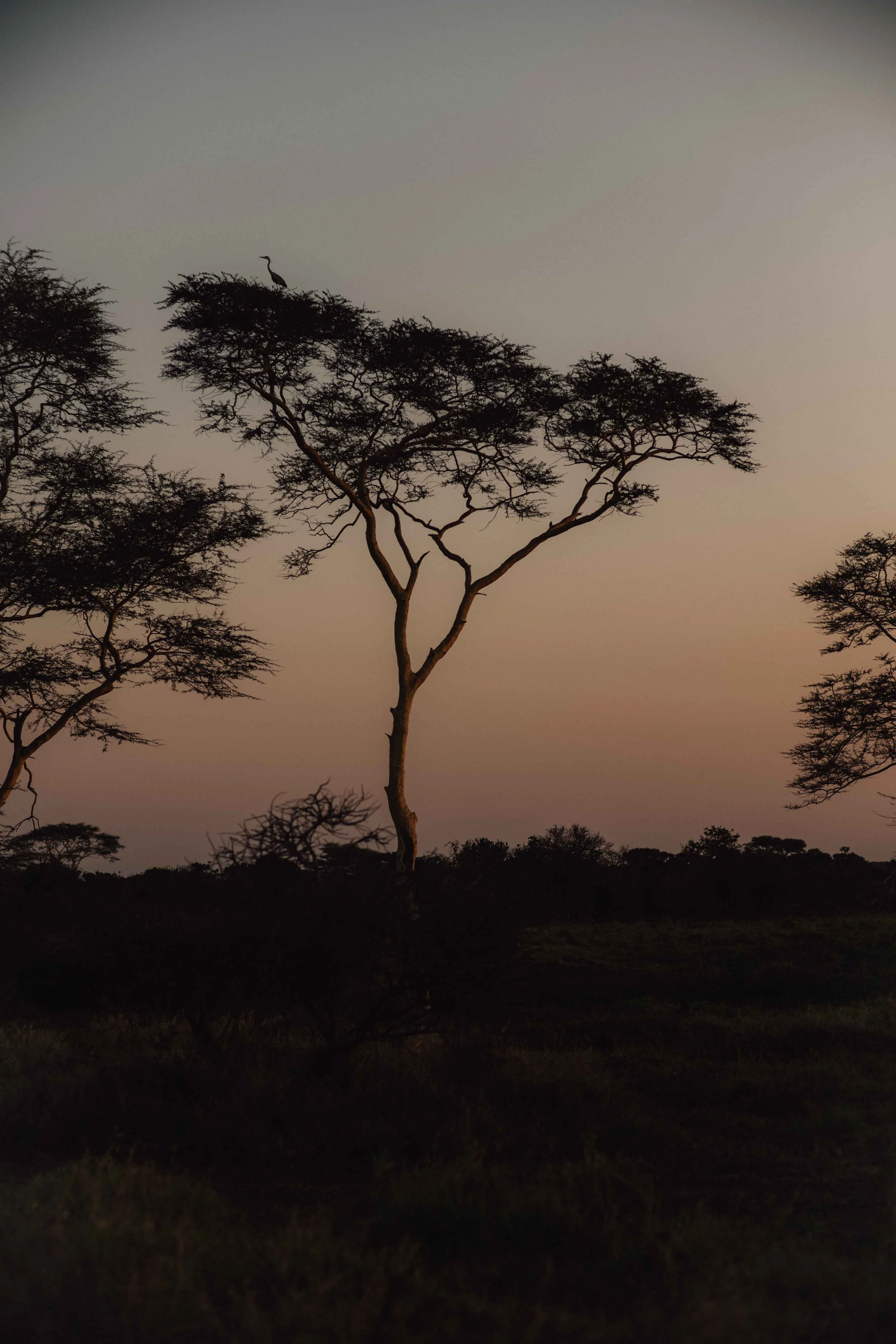 Silhouette of a tree at sunset in the South African bush.