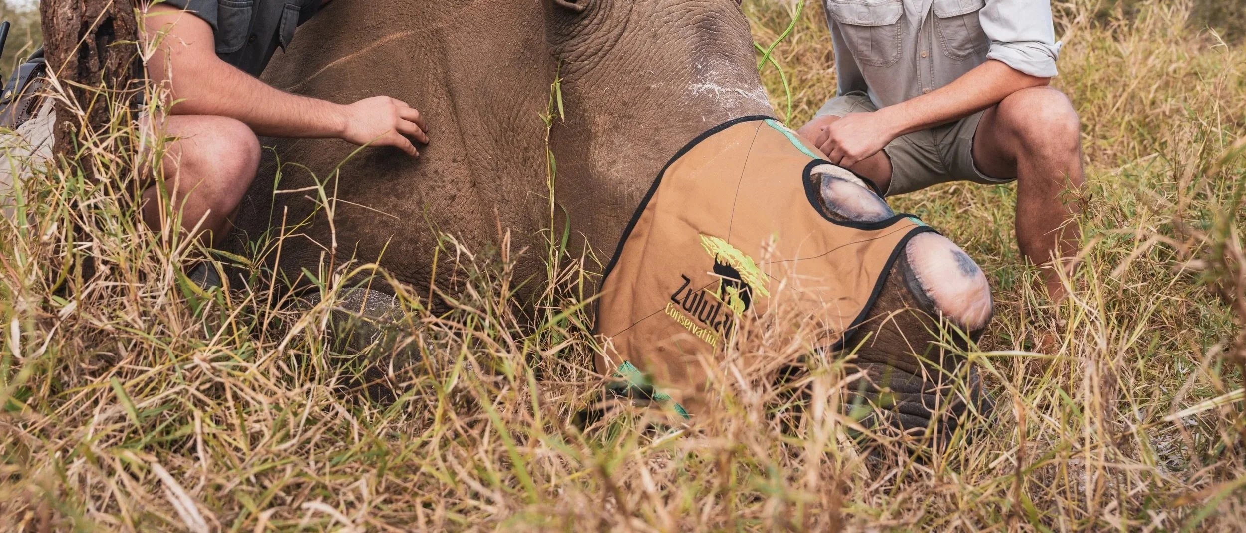 Conservation team member supporting a sedated rhino during an ethical dehorning operation in Zululand.