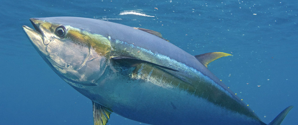 Underwater close-up of a yellowfin tuna swimming in clear blue ocean water.