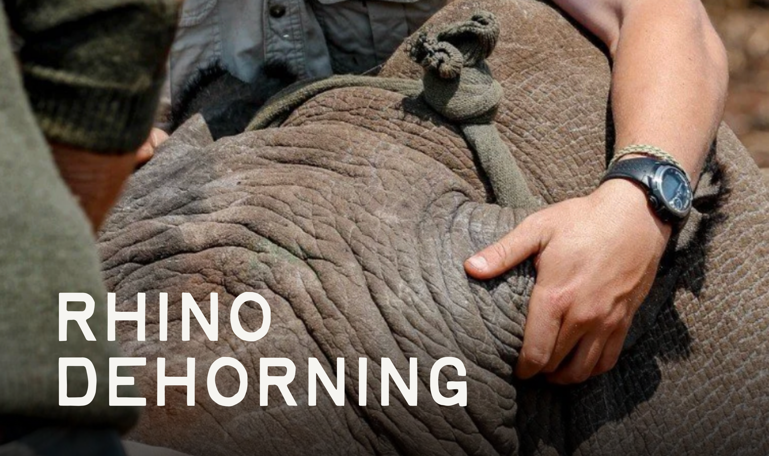 Rhino Dehorning