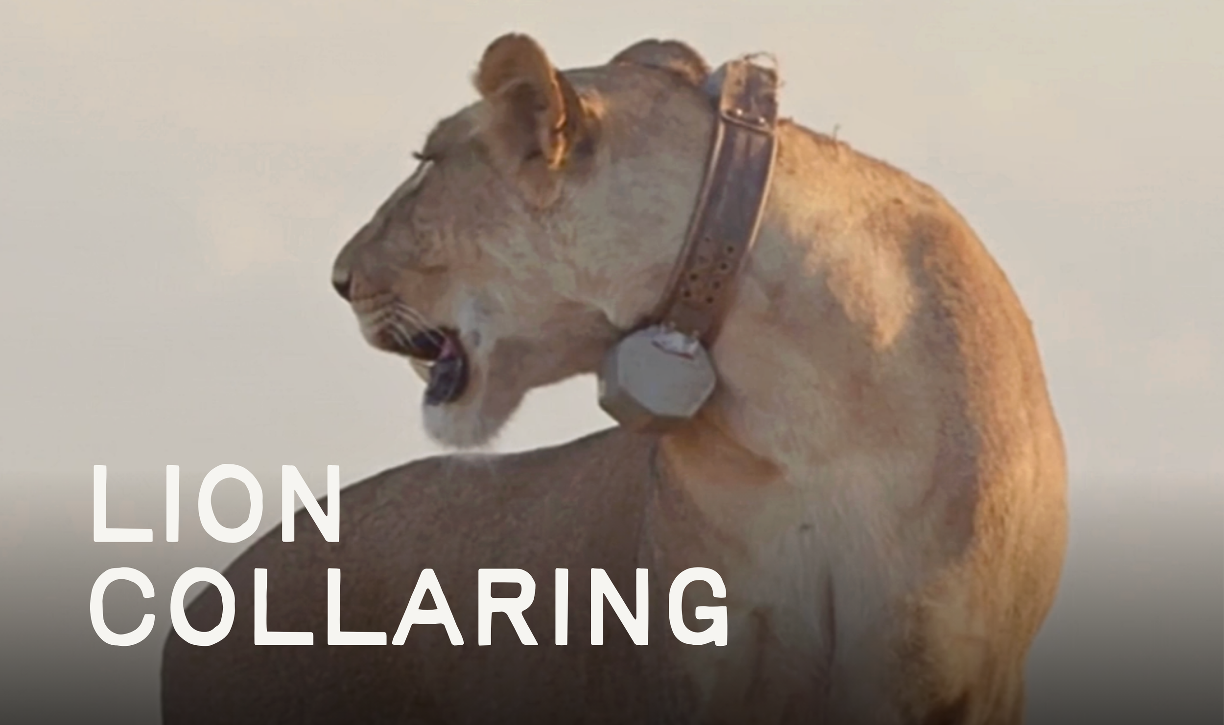 Lion Collaring