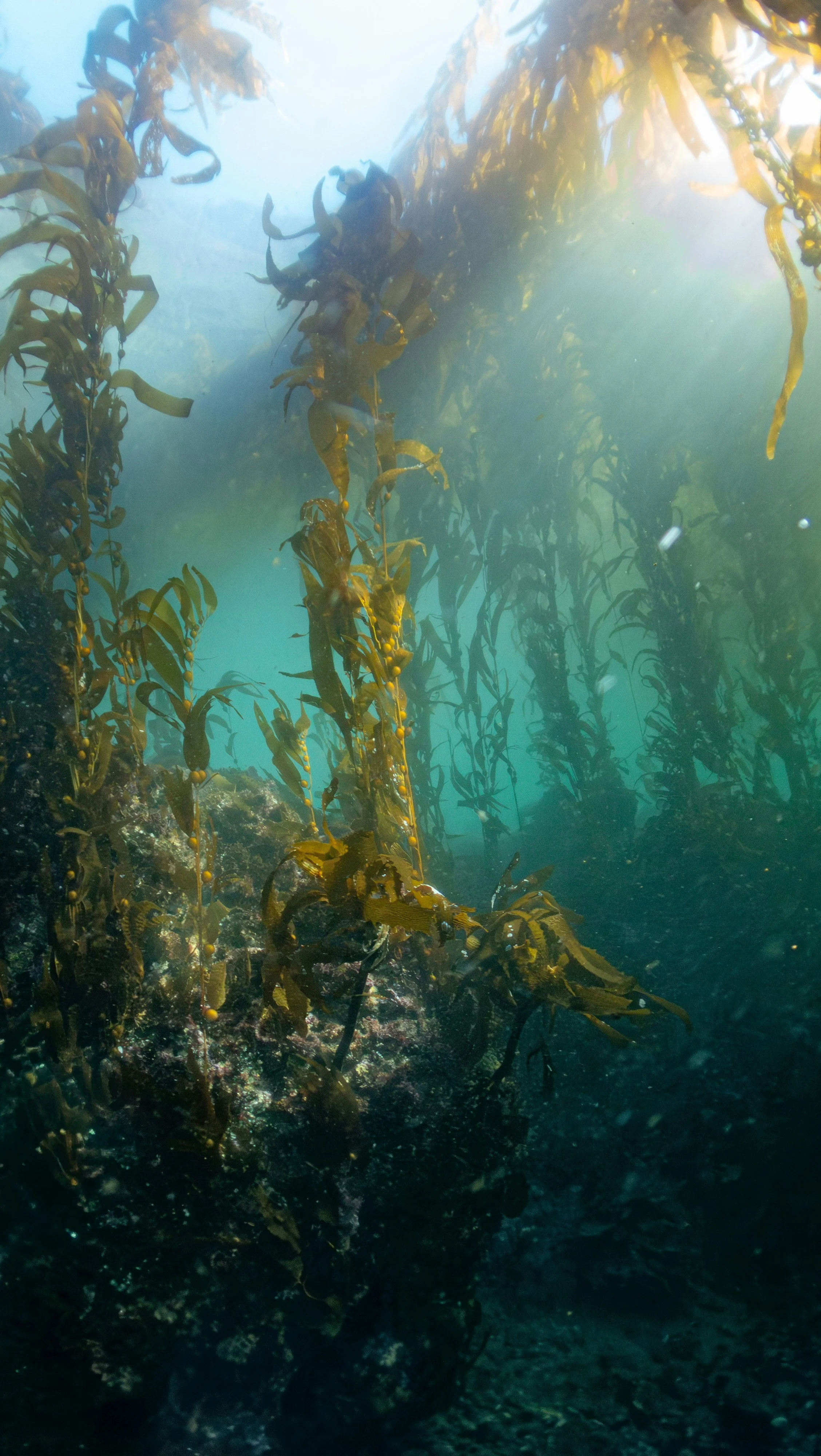 Cape Town underwater kelp forest ecosystem.