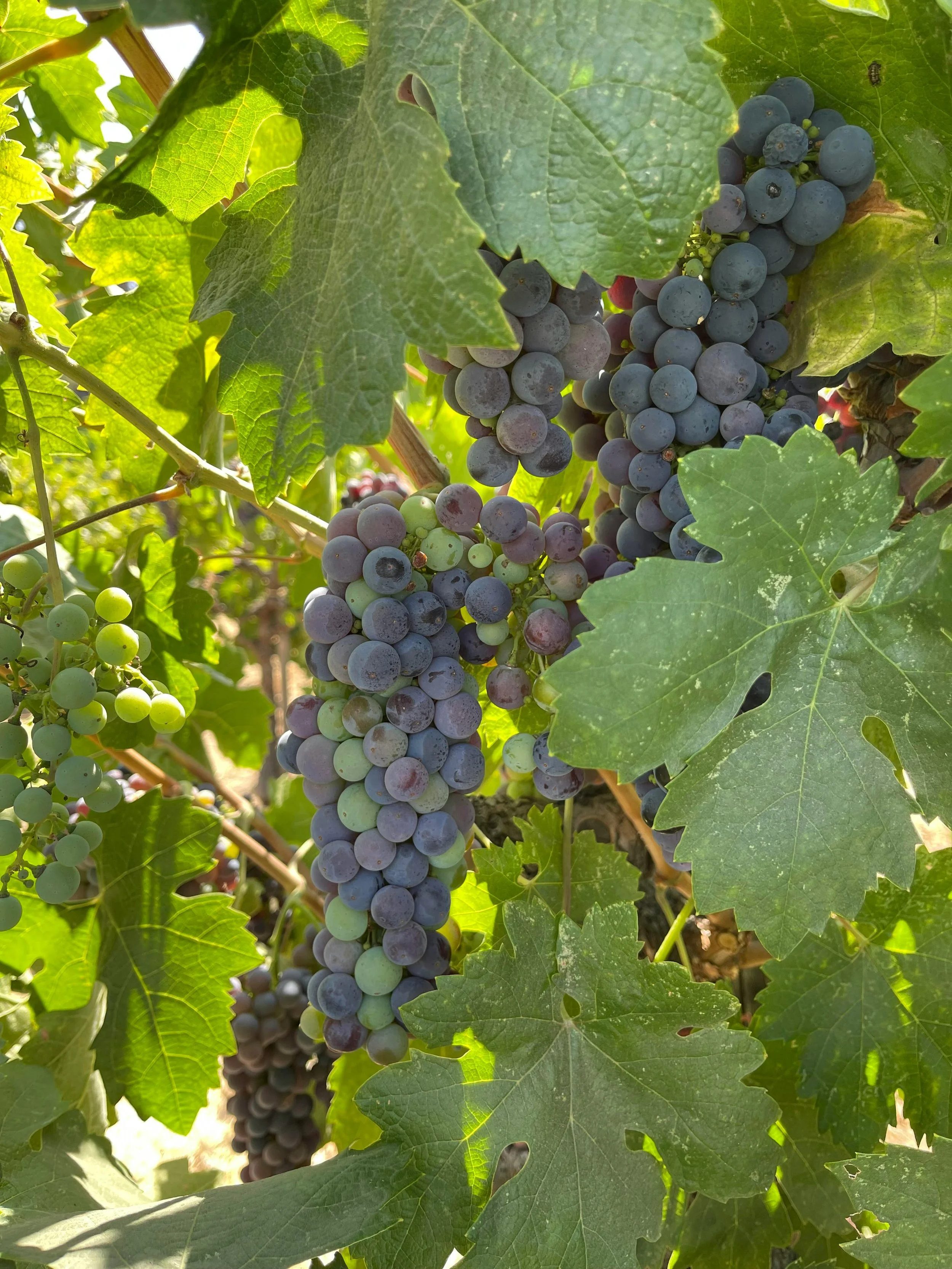 Close-up of green wine grapes growing on a vineyard vine.