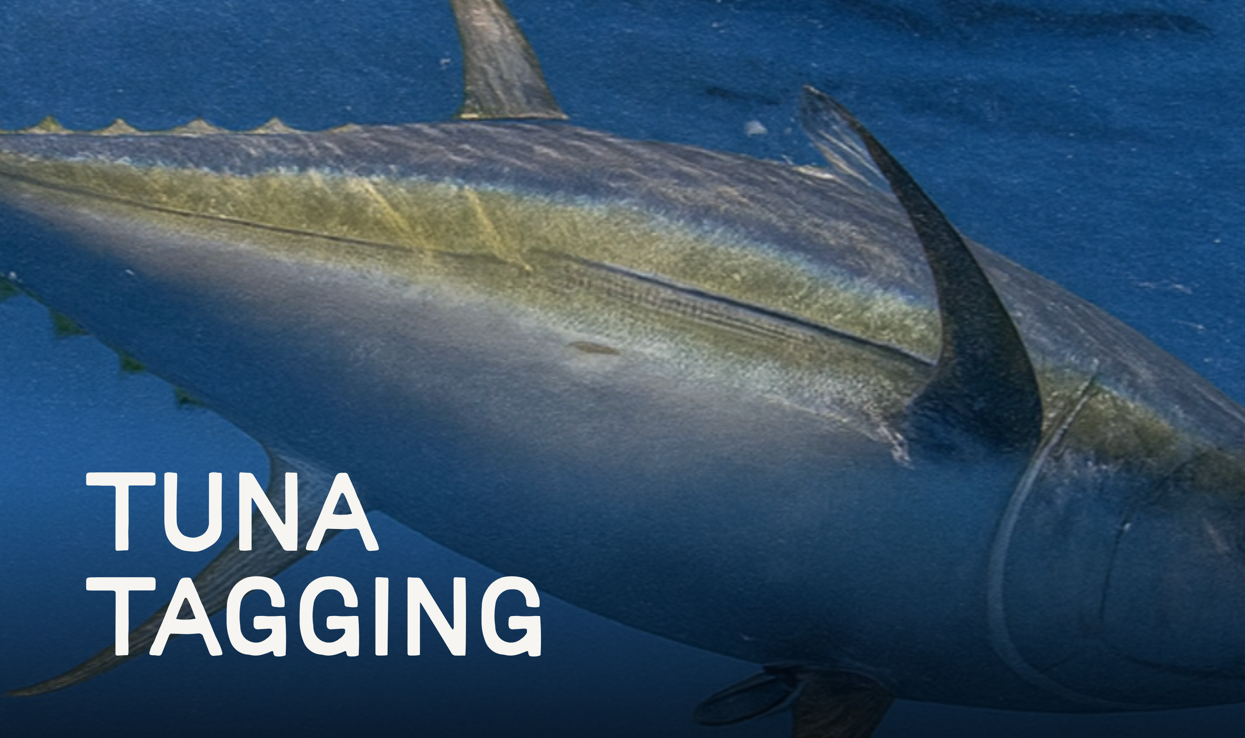 Tuna Tagging