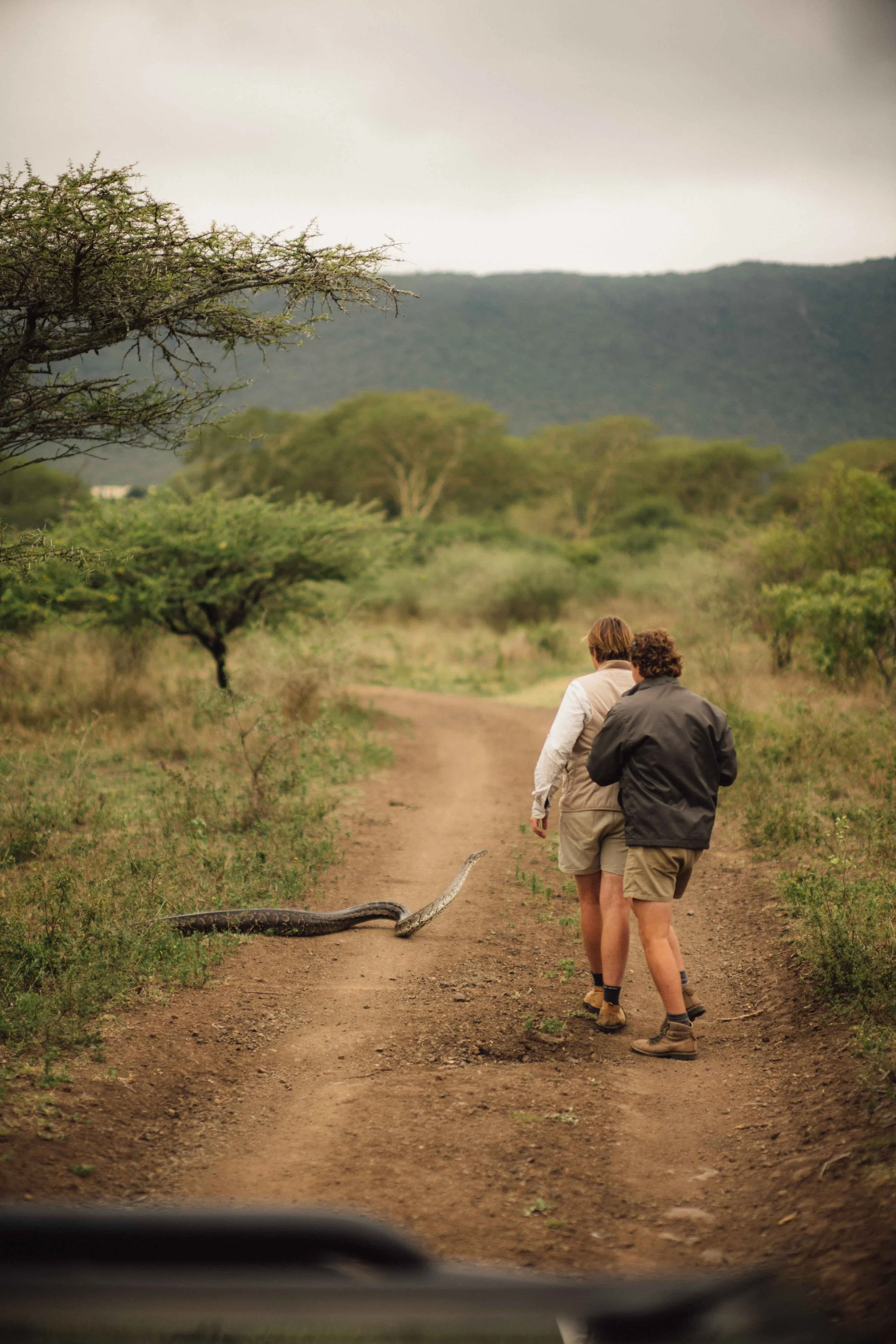 Two people walking on a dirt path in a savanna landscape, with a snake on the ground ahead of them.