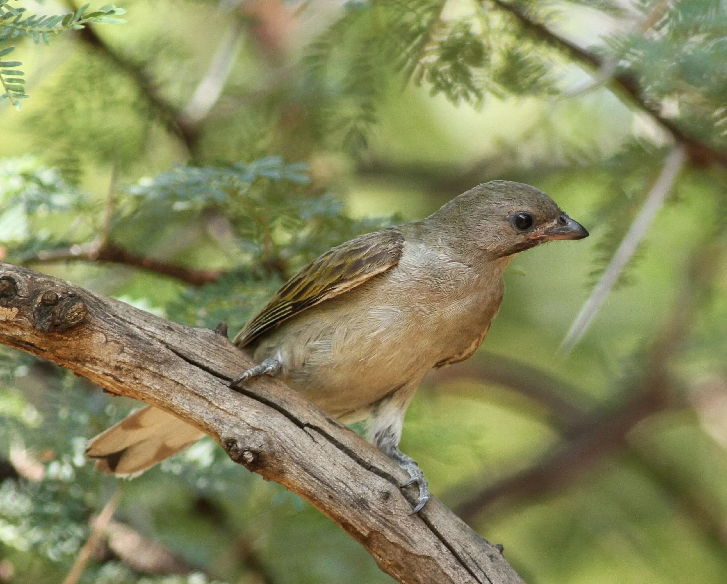 A small brown bird with darker wings perched on a tree branch in a green, leafy environment.