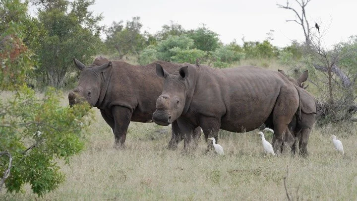 Dehorning is one of the most effective anti-poaching strategies available today 🦏

For this system to work, however, it must be applied consistently &mdash; every rhino within a reserve must be dehorned. A single horned individual increases the ince