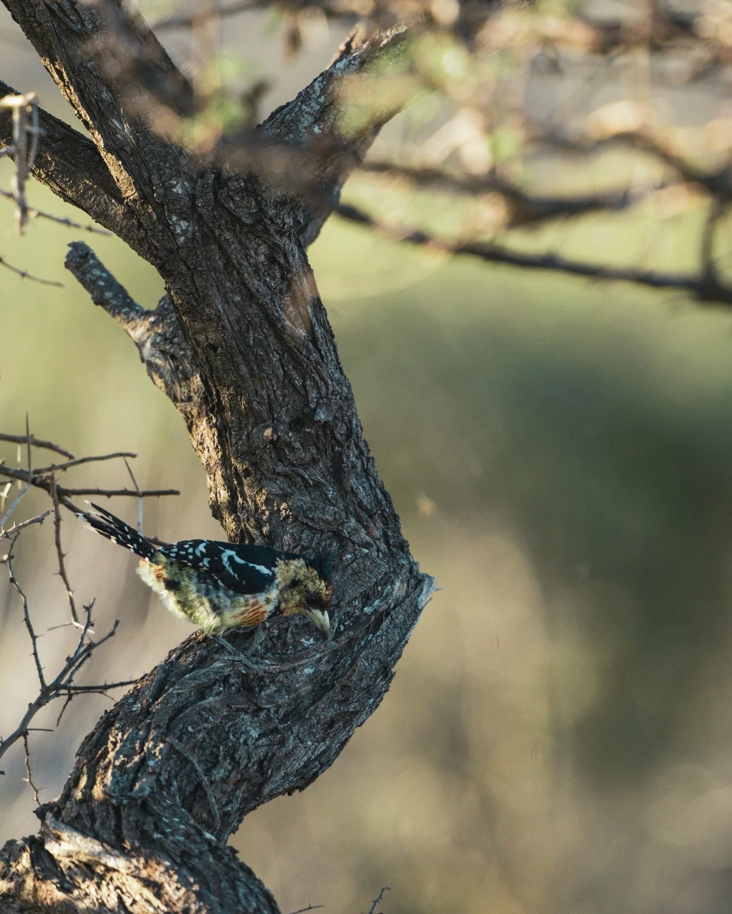 When we explore the earth on foot, it is like remembering a language long forgotten 👣

The wilderness speaks quietly &mdash; through tracks in the sand, shifting wind, broken grass, and subtle movement.

On a walking safari, you don&rsquo;t rush pas