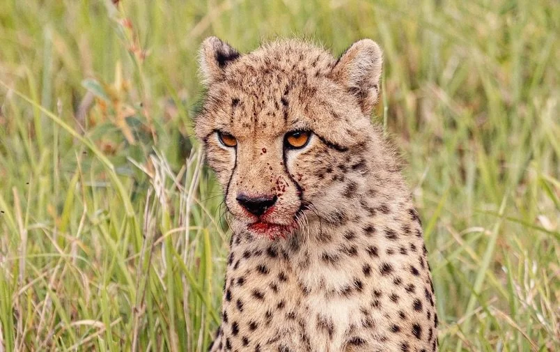 A moment of becoming.
These juvenile cheetahs &mdash; barely a year old &mdash; were guided by their mothers through the hunt, then left to finish it themselves.

It took nearly an hour for them to bring the impala down &mdash; a reminder that learni