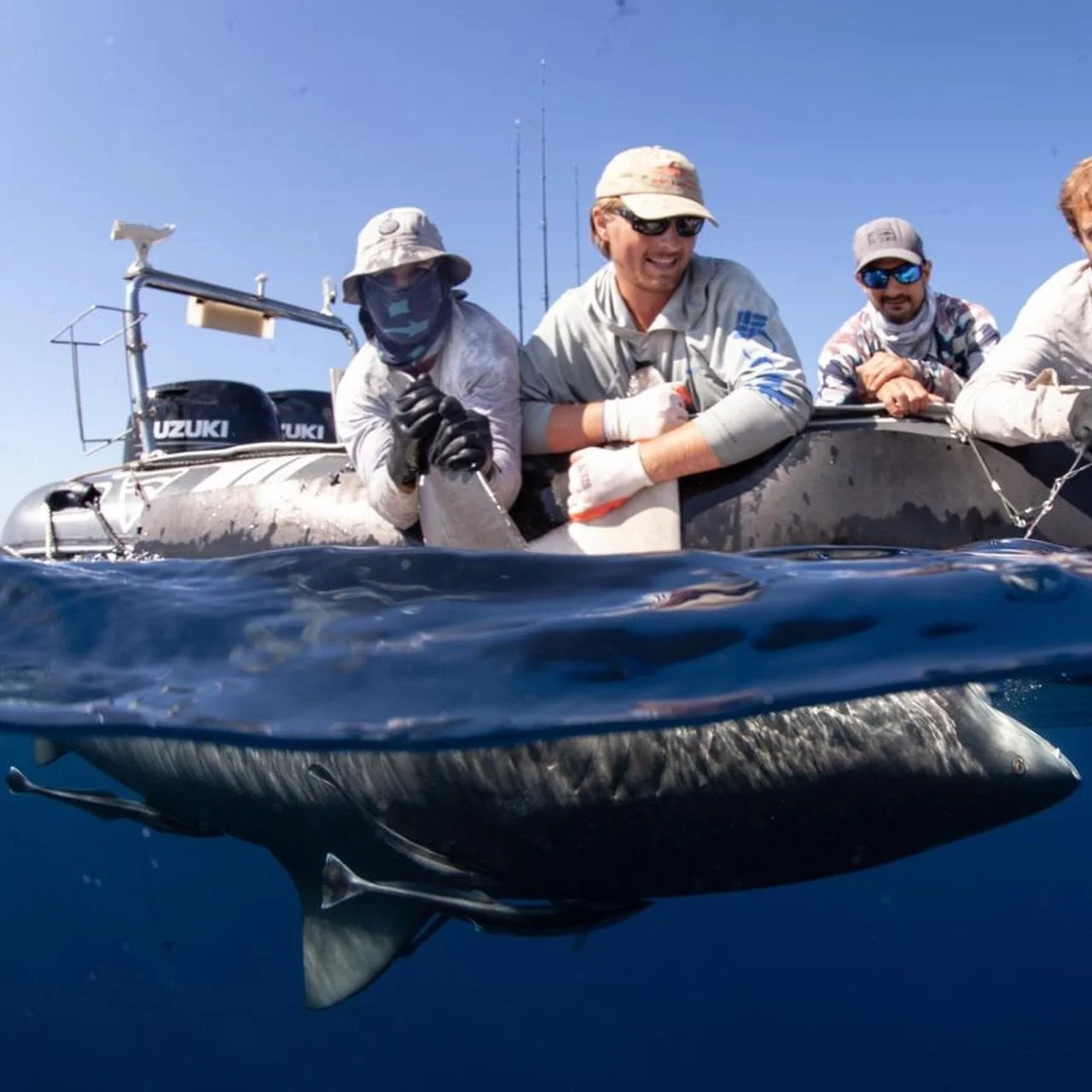 This past week, Honey Guide co-founder Taylor Fiford had the opportunity to dive and spend time working alongside marine scientist Ryan Daly, assisting with the tagging of bull sharks to better understand how they move and migrate.

Being in the wate