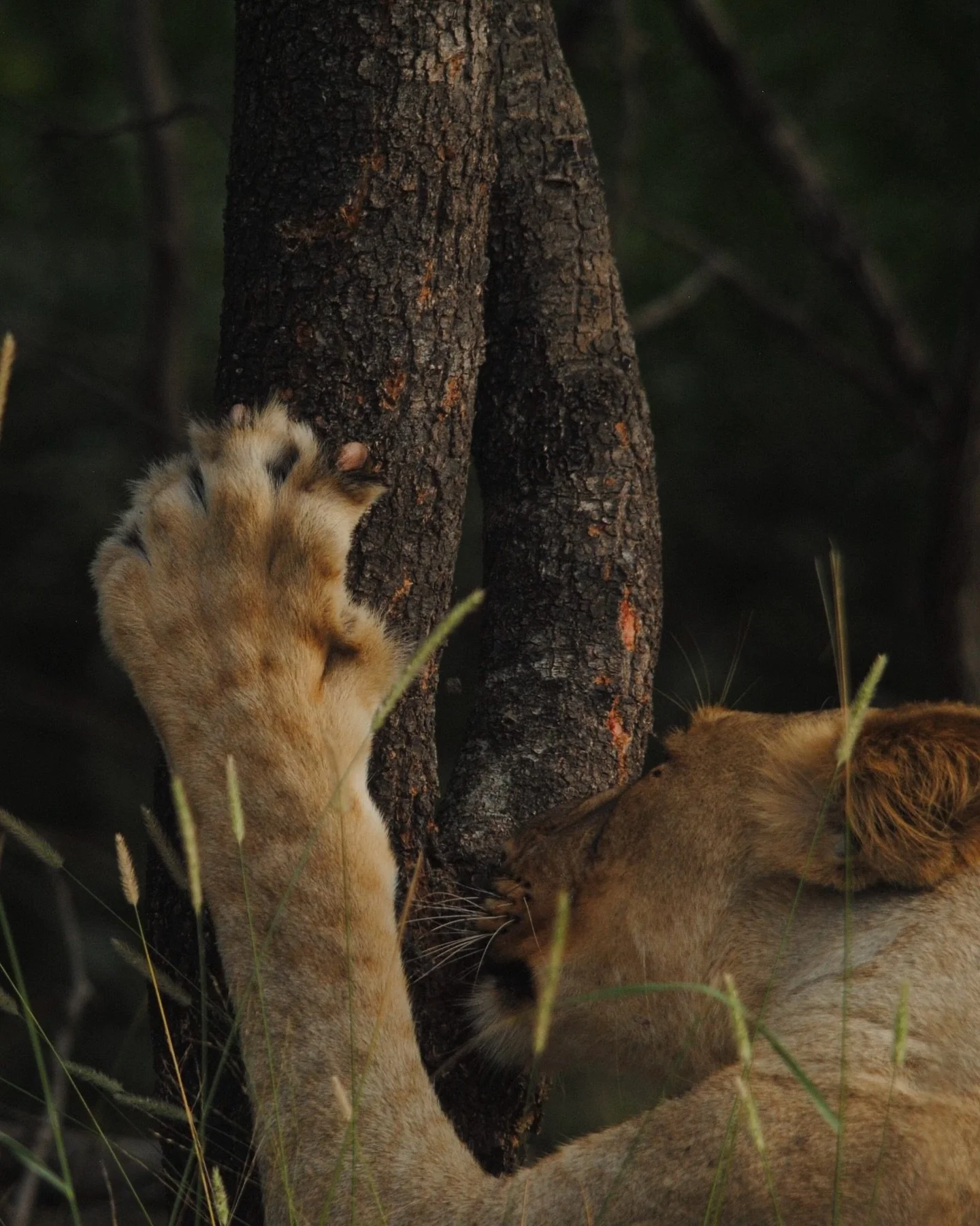 Lion cubs are not born hunters &mdash; every movement, interaction, and play behaviour is part of a critical learning process.

Through play, they develop coordination, strength, and social hierarchy. Stalking siblings mimics hunting techniques, whil
