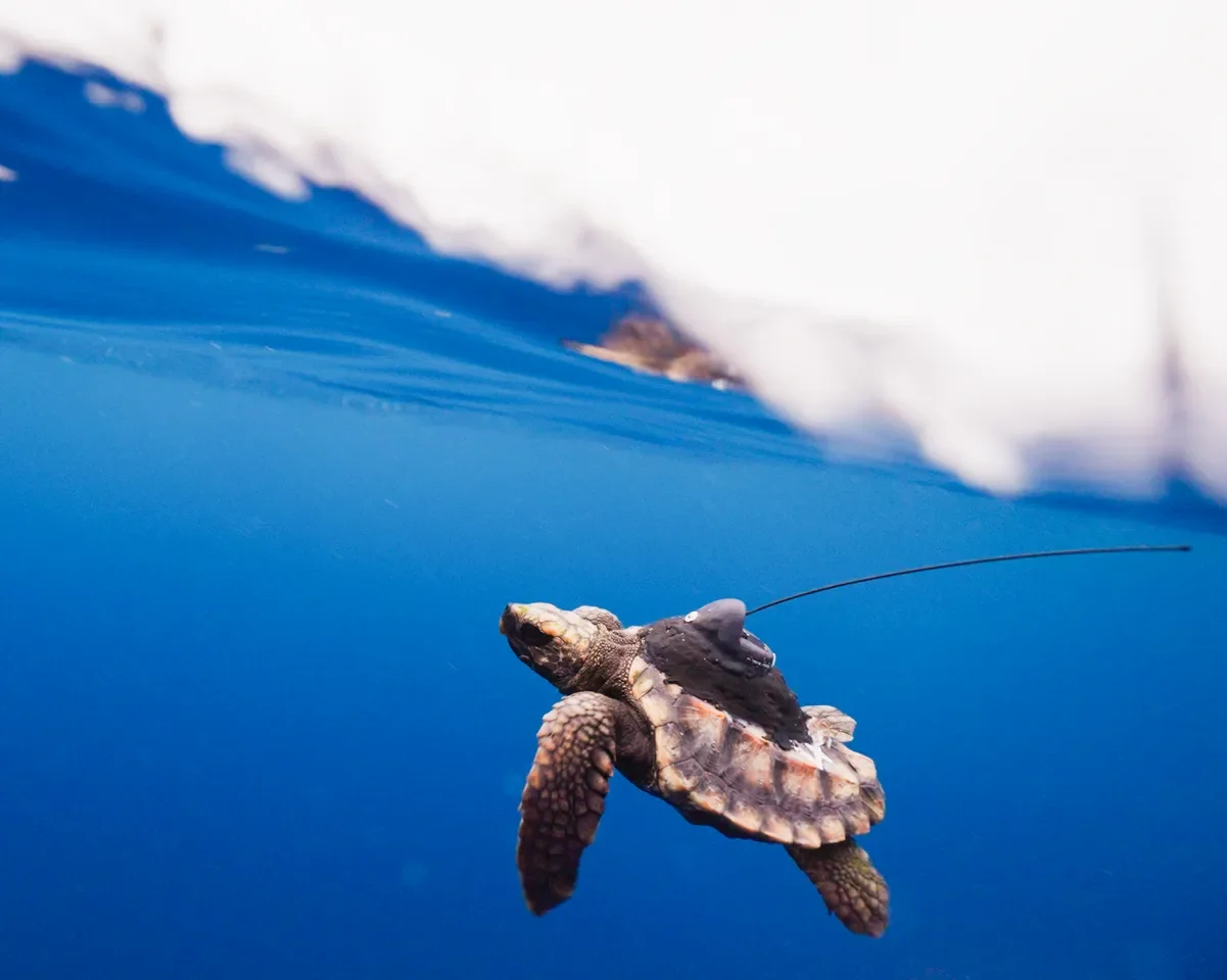 TurtleRelease_DevinTrull_Frames_5_2f8ab07c3b37edb454c896adad412303.webp