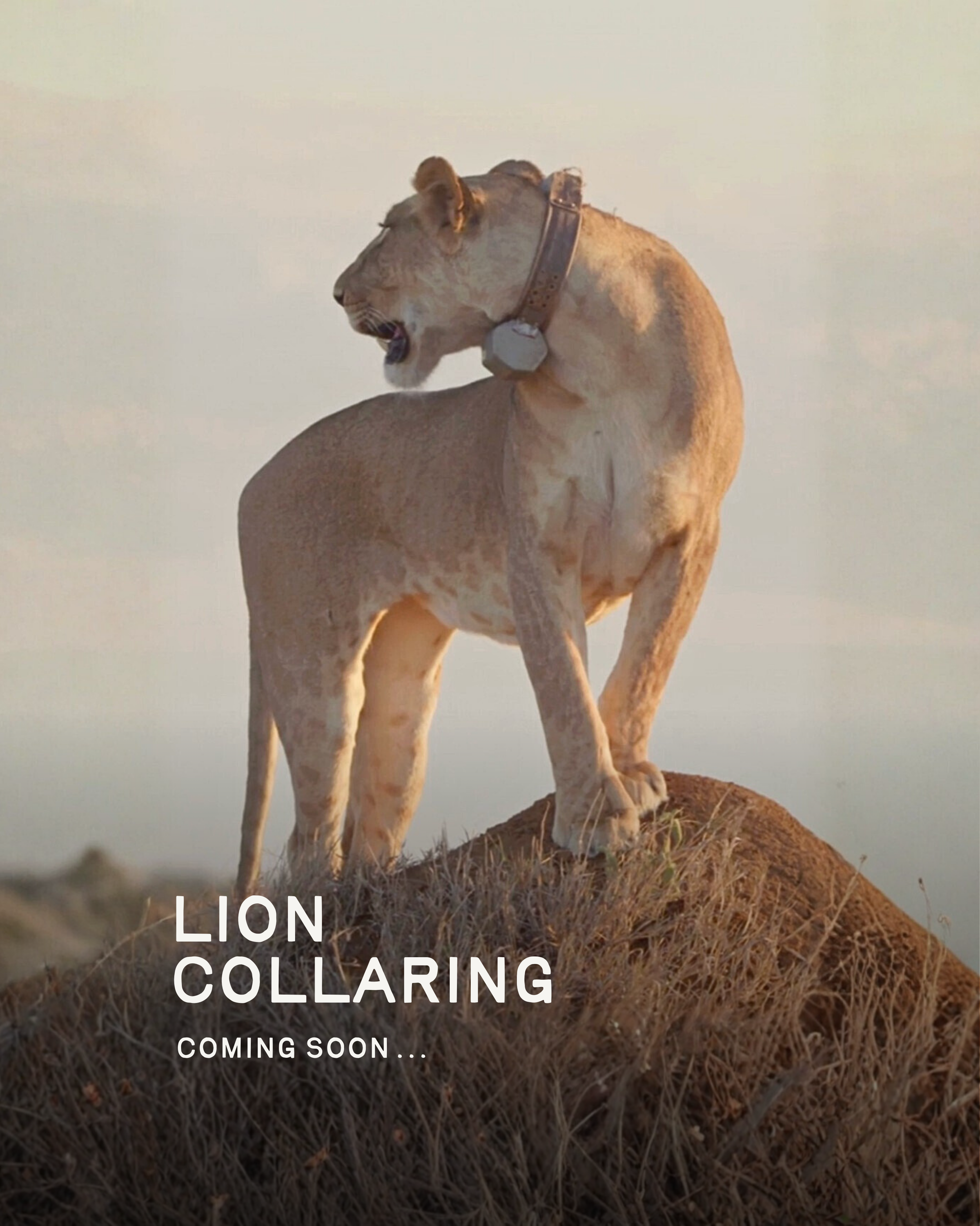 Lion Collaring – Coming soon.