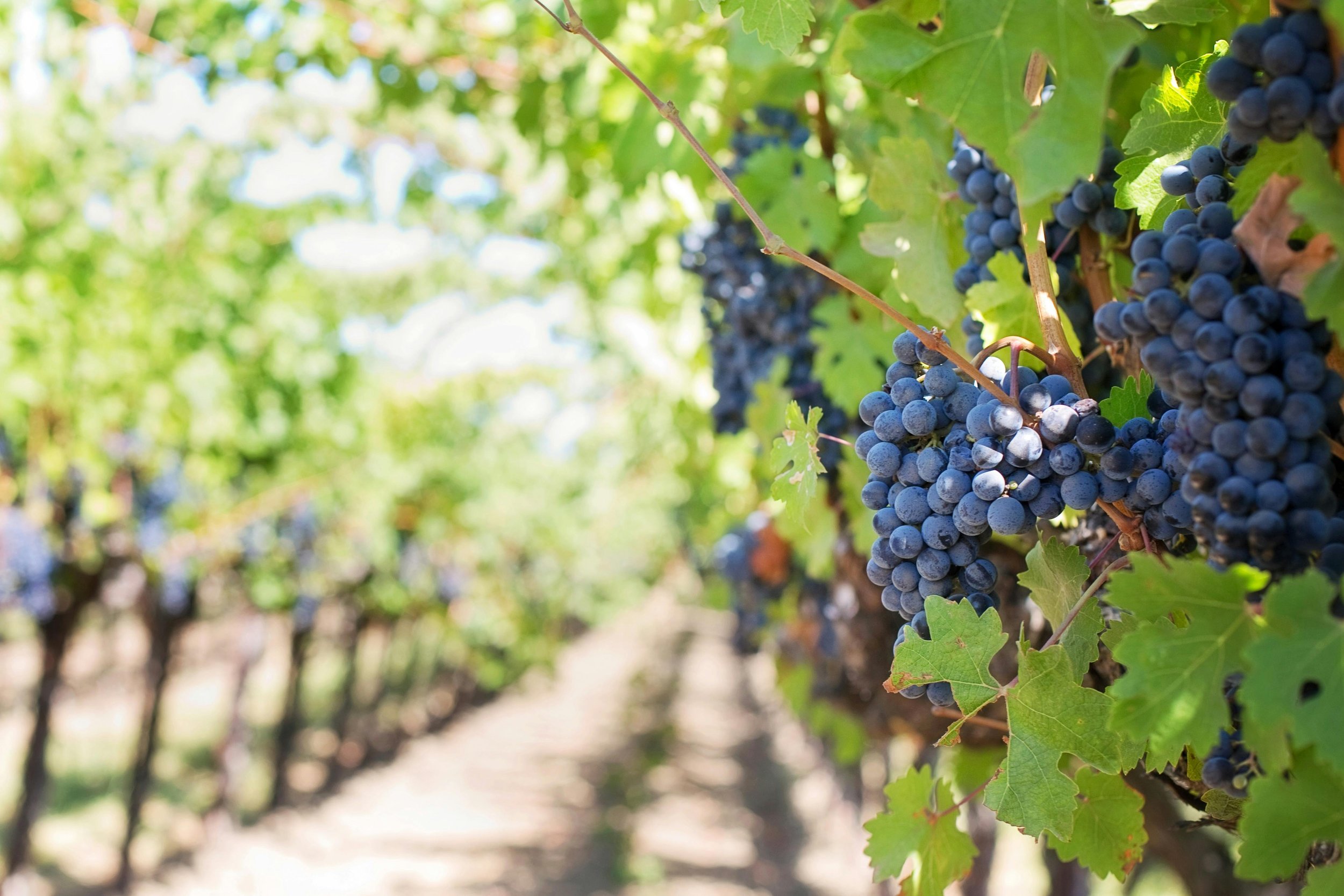 Clusters of dark purple grapes hanging from vine in a vineyard on a sunny day.
