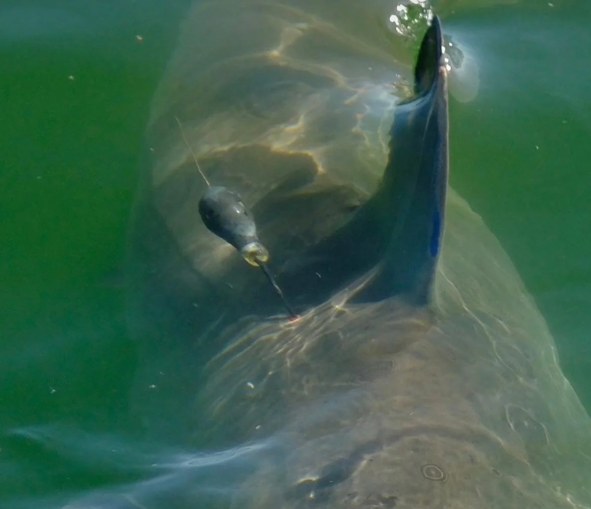 Underwater view of a shark fitted with a satellite tag for marine research.