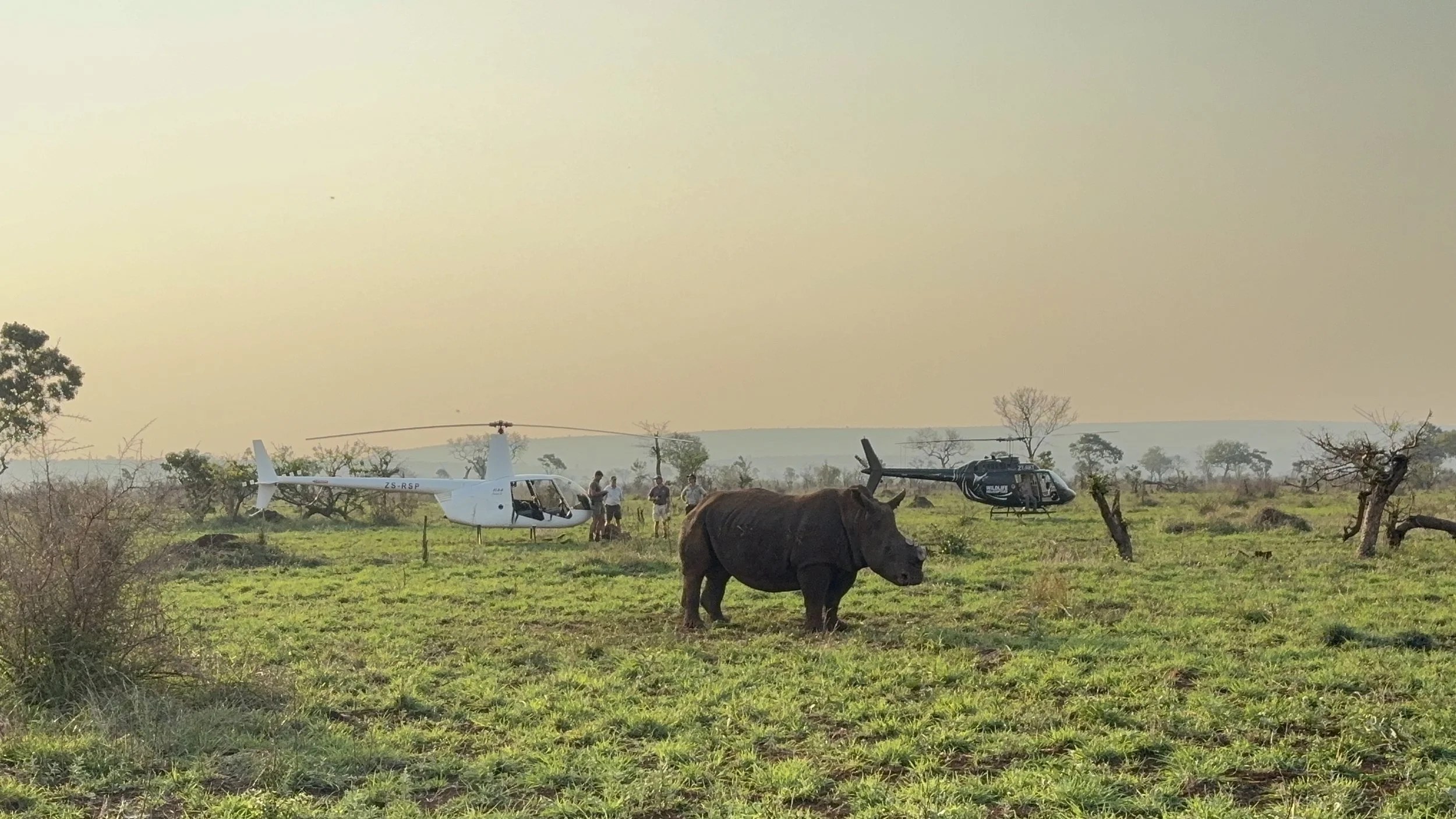 Conservation field team working on elephant monitoring and wildlife management in Mozambique.