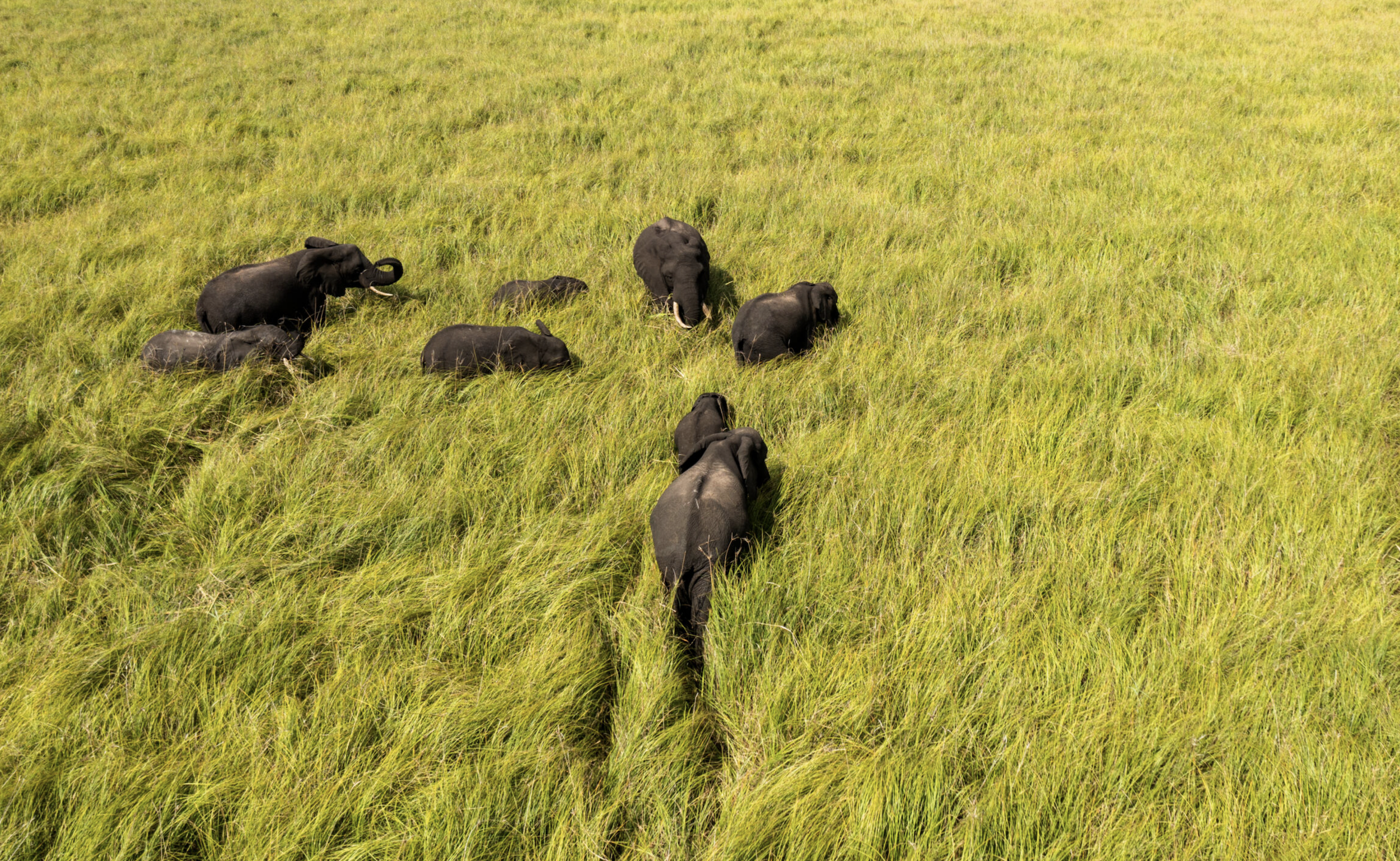 Elephants in the coastal wilderness of Maputo National Park, Mozambique.