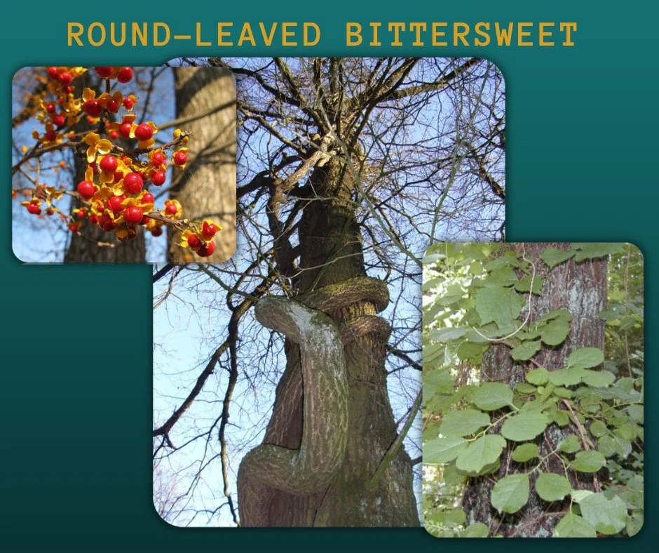 As you gather greens and create festive arrangements, be on the lookout for Round-leaved Bittersweet  an invasive vine that is often mistaken for a pretty addition to wreaths, garlands, and porch decor. While its bright berries may look decorative, u