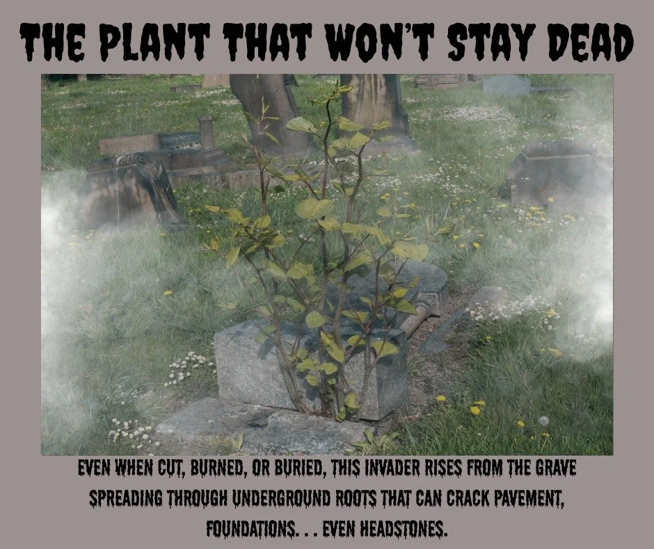 Japanese knotweed is the underground horror show Michigan communities dread.
Even in fall, when it dies back on the surface, its roots are still active lurking underground, waiting to resprout. And all it takes is a tiny piece of root to start a bran