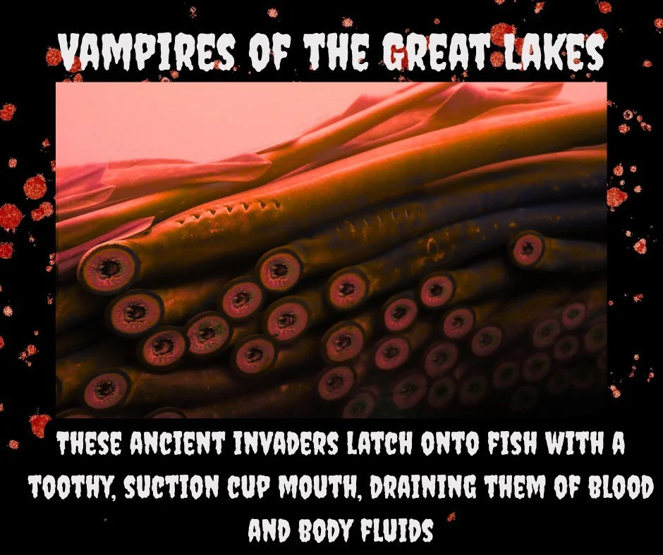 Sea Lamprey: Vampires of the Great Lakes 

They may not fly or sleep in coffins, but sea lamprey are real-life bloodsuckers and one of the creepiest aquatic invaders in the Great Lakes. These jawless fish attach to native species like lake trout and 
