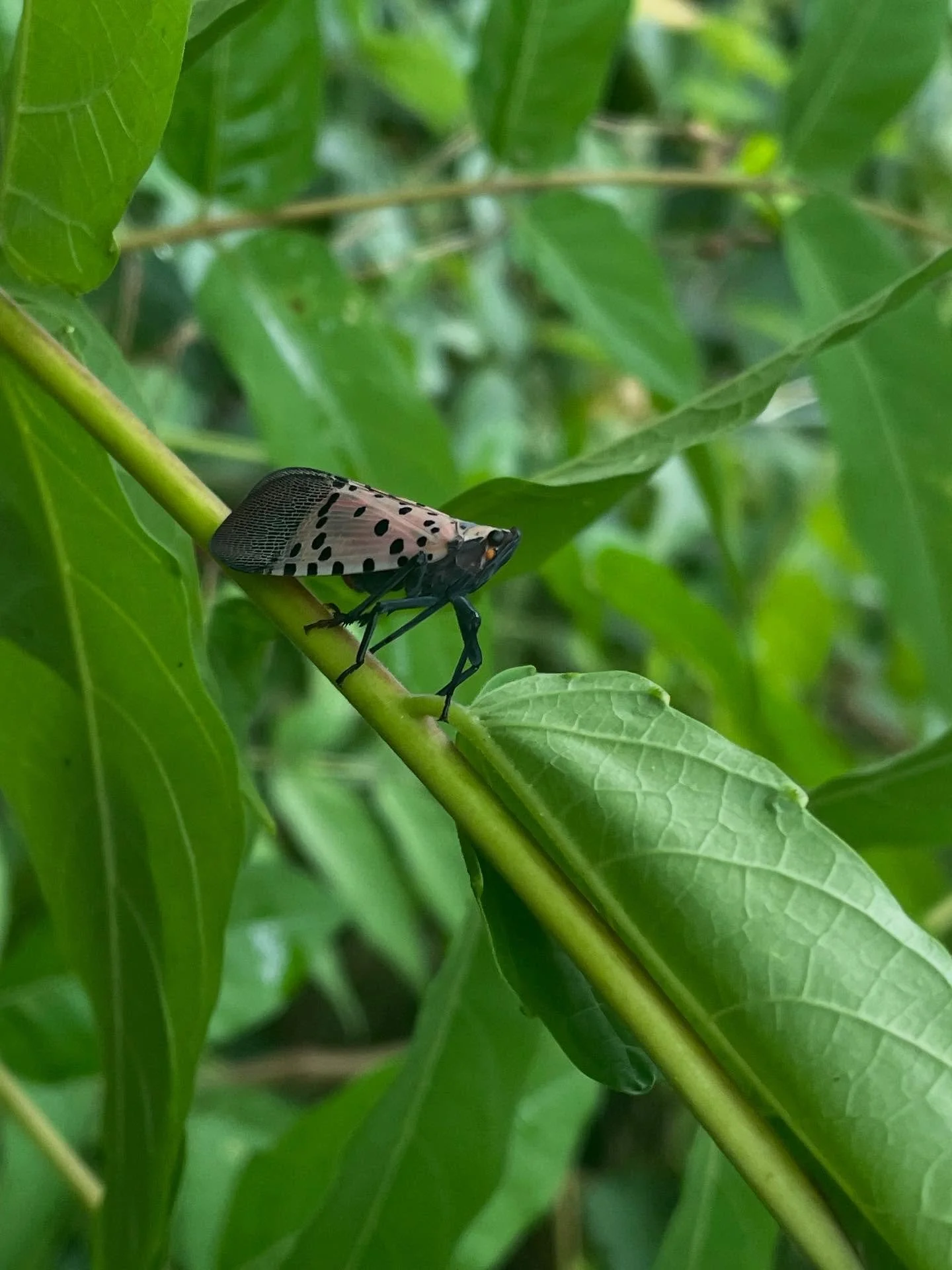 Over the past week I was able to visit a site in Michigan where spotted latterly was present. This species is a watchlist invasive that has recently been detected in our state. This species poses a threat to our grape and fruit tree industries. While