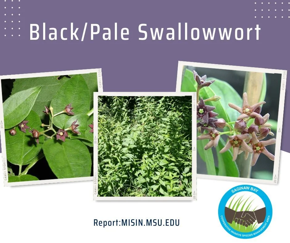 The invasive black and pale swallow-worts are vines that grow in very dense mats.  Swallow-worts often show up along roadsides, fields, forests edges, and even in backyards.  These vines spread quickly, outcompete native wildflowers and grasses, and 