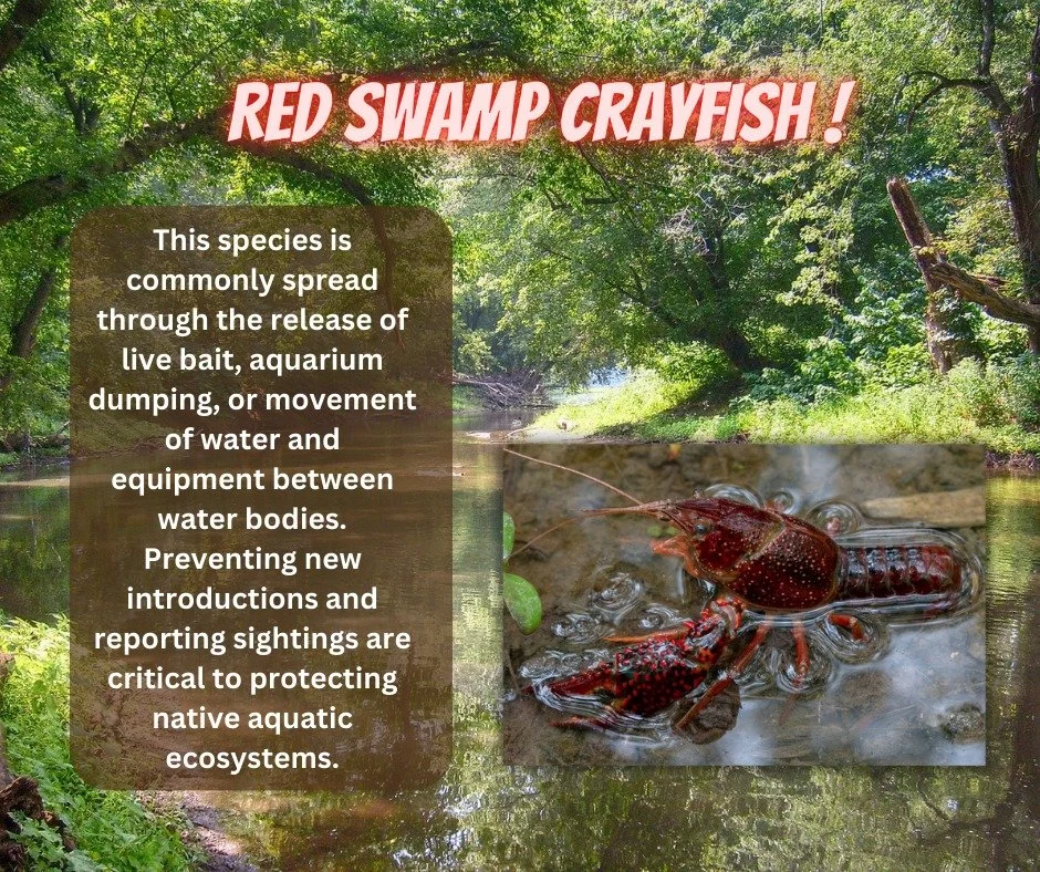 Red swamp crayfish (Procambarus clarkii) is an invasive aquatic species that poses a growing threat to Michigan&rsquo;s waterways and wetlands. Native to the southern United States, this crayfish is highly adaptable and can tolerate a wide range of e