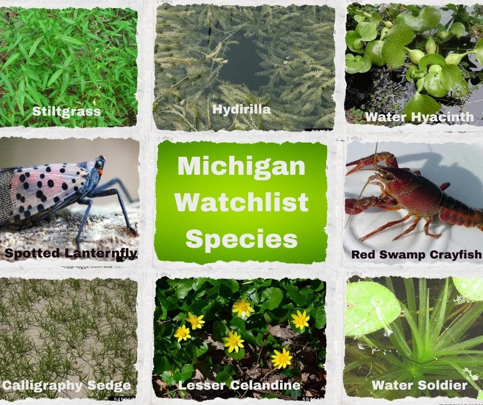 It&rsquo;s the third day of National Invasive Species Awareness Week (NISAW), and we&rsquo;re highlighting Michigan&rsquo;s Watchlist Species plants, animals, and organisms that are not yet widespread in our state but pose a significant threat if int