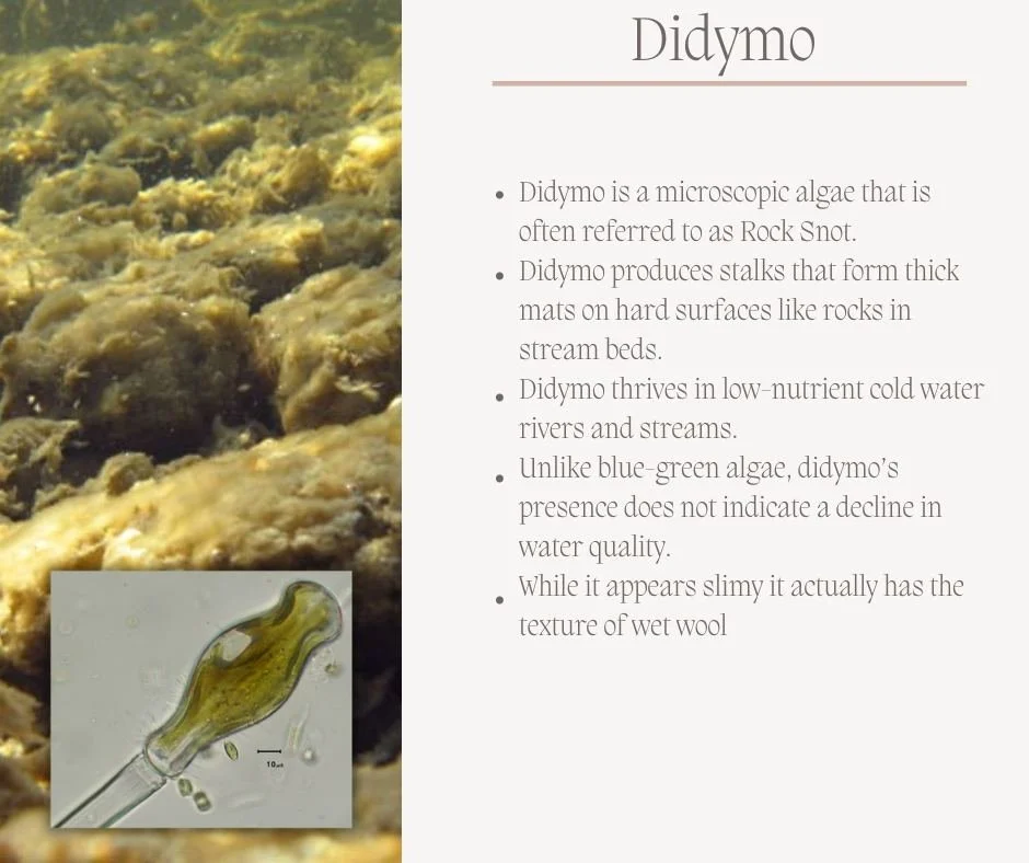 Didymo, commonly called &ldquo;rock snot,&rdquo; is an invasive freshwater algae that can form thick, slimy mats on rocks in rivers and streams. While it may look harmless, these mats can smother aquatic insects, disrupt fish habitat, and change the 