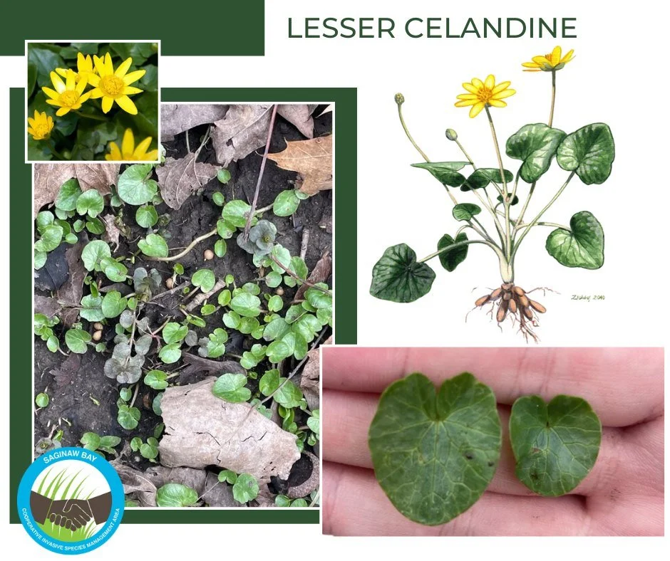 As the snow melts and we get closer to spring, it is time to keep an eye out for lesser celandine. This watchlist species emerges very early in the spring and often competes with our native spring ephemerals. Because the plant goes dormant by late sp